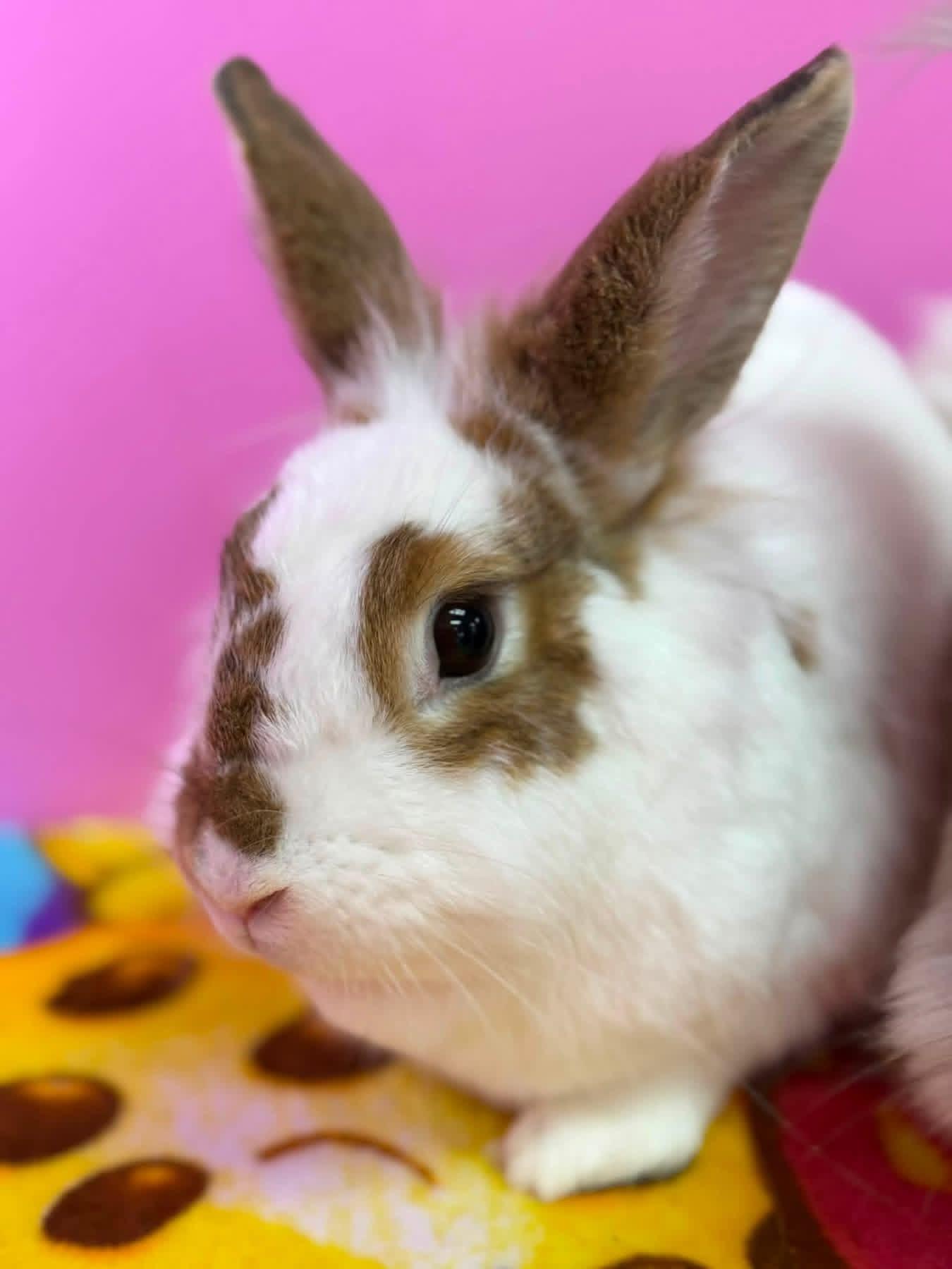 Sweater Weather and Wooly, a ADOPTABLE Angora Rabbit in St. Charles, MO image 5/5
