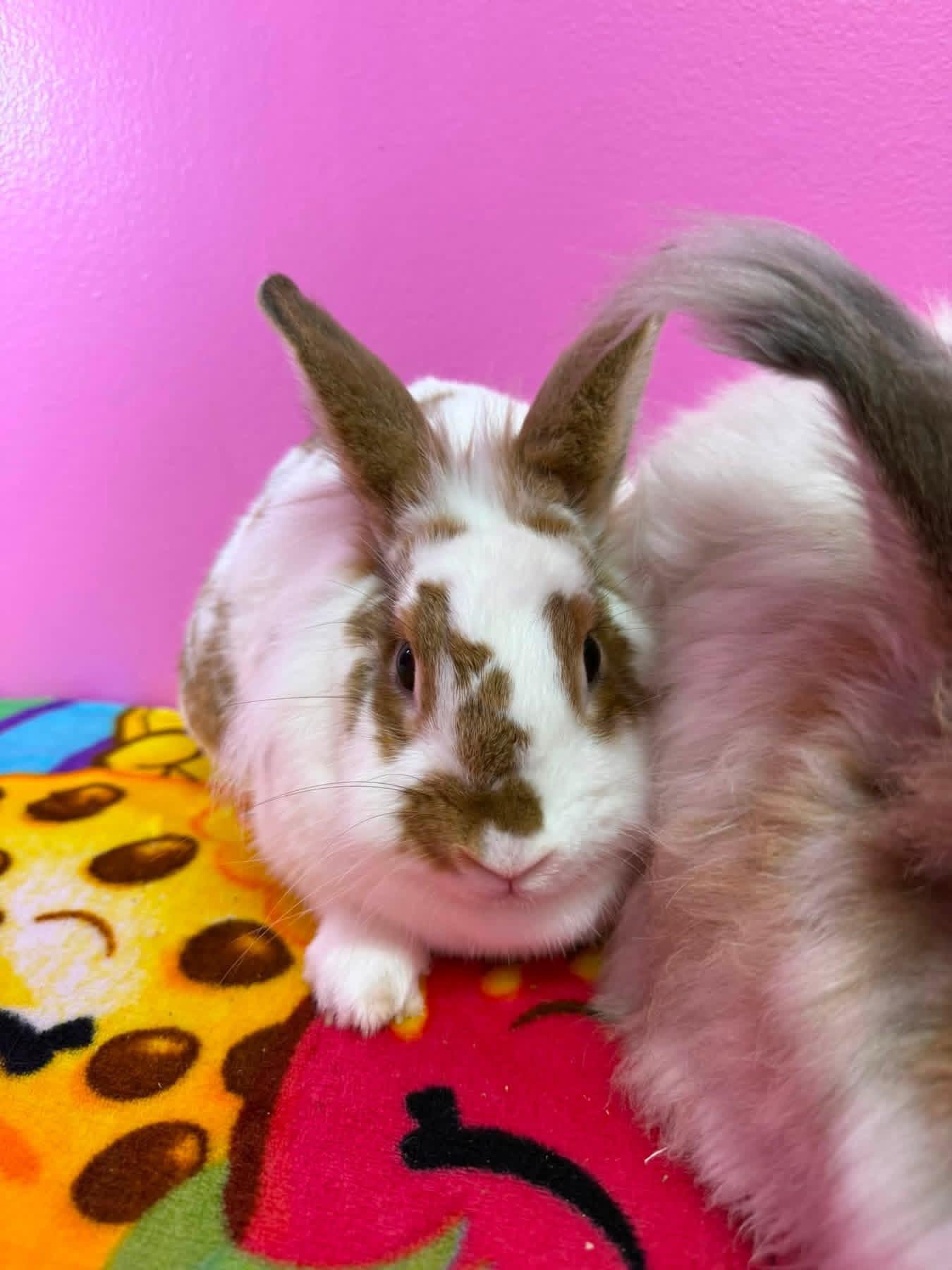 Sweater Weather and Wooly, a ADOPTABLE Angora Rabbit in St. Charles, MO image 4/5