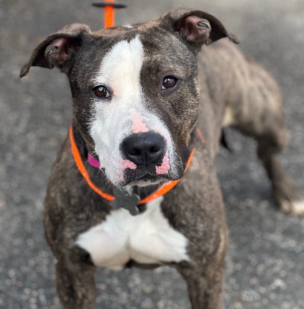 Enlarge Cleo, a Adoptable American Staffordshire Terrier in Cranford, NJ image 10/12
