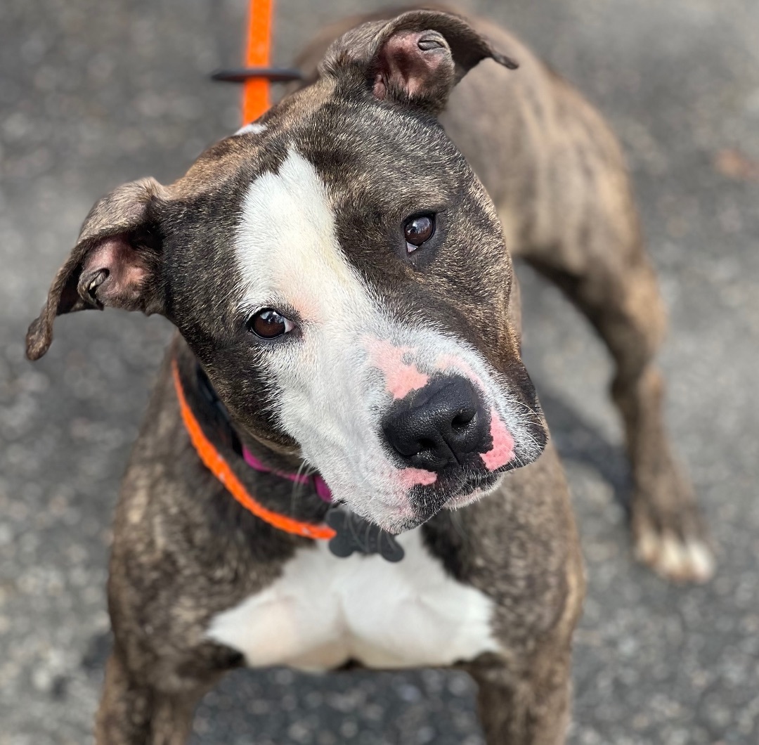 Enlarge Cleo, a Adoptable American Staffordshire Terrier in Cranford, NJ image 11/12
