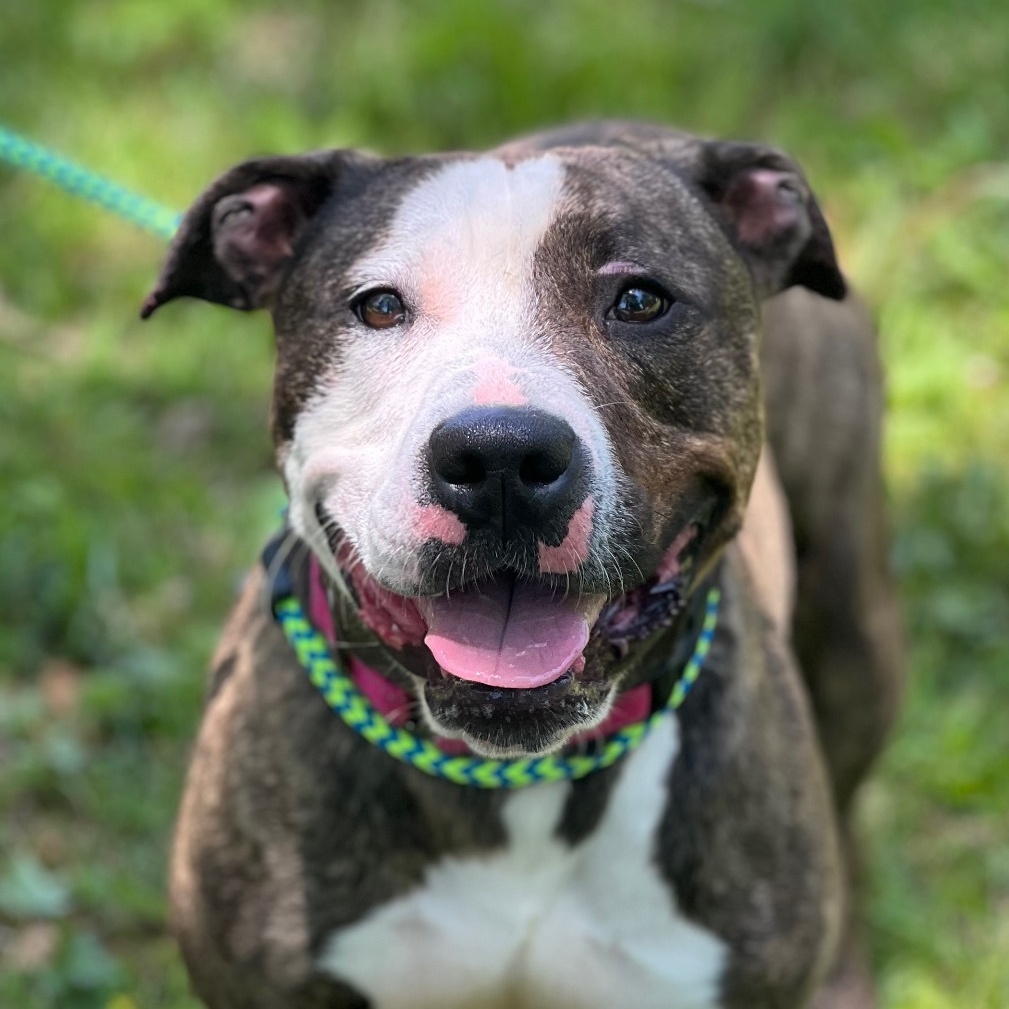 Enlarge Cleo, a Adoptable American Staffordshire Terrier in Cranford, NJ image 9/12