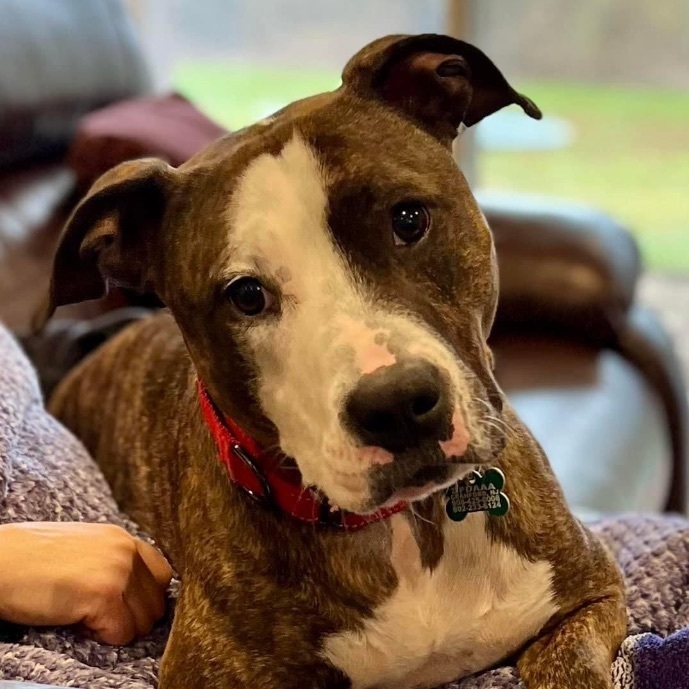 Enlarge Cleo, a Adoptable American Staffordshire Terrier in Cranford, NJ image 12/12