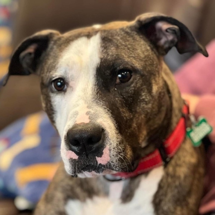 Enlarge Cleo, a Adoptable American Staffordshire Terrier in Cranford, NJ image 1/12