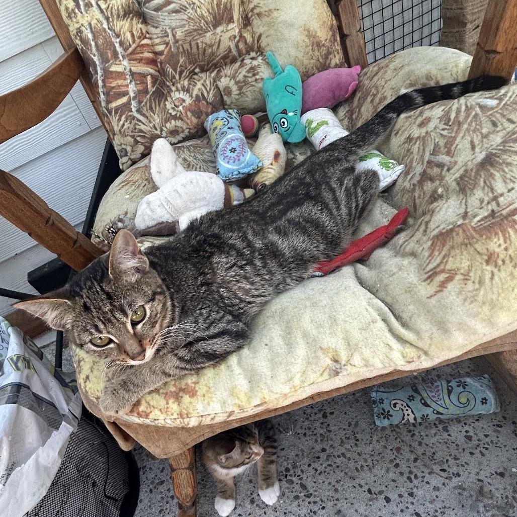 Enlarge Stark, a Adoptable Domestic Short Hair image 1/1