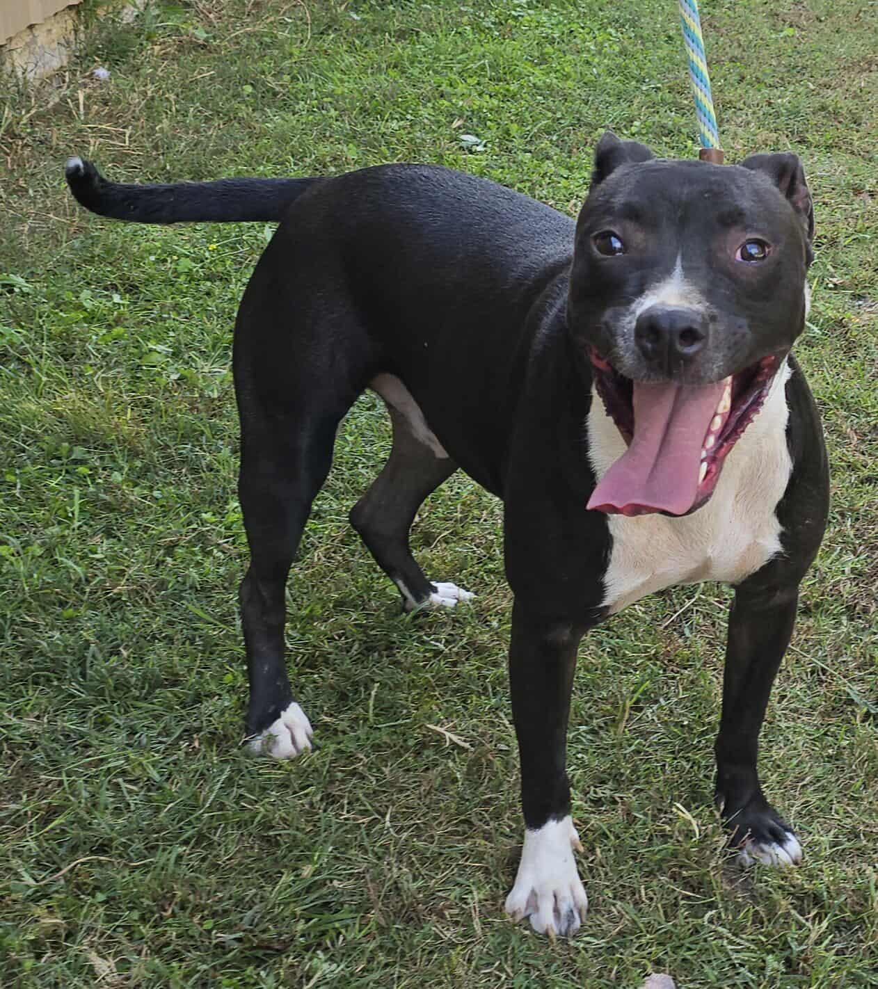 Tux, Adoptable, Young Male Pit Bull Terrier.