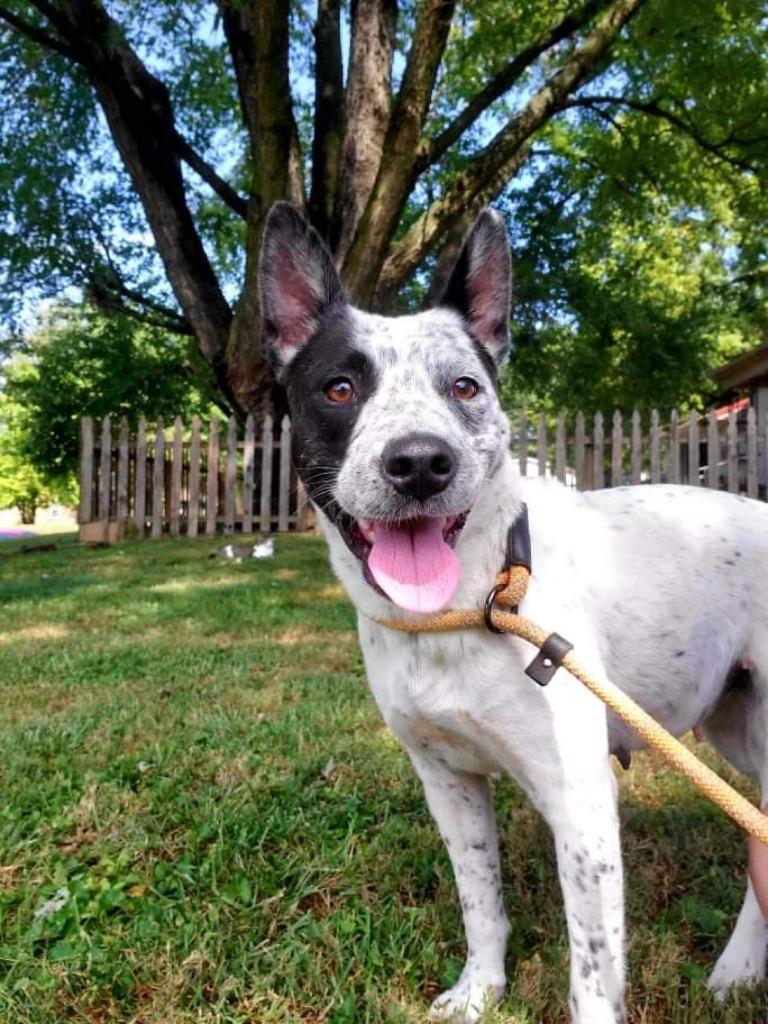 MISTY, Adopted, Adult Female Australian Cattle Dog / Blue Heeler & Mixed Breed.
