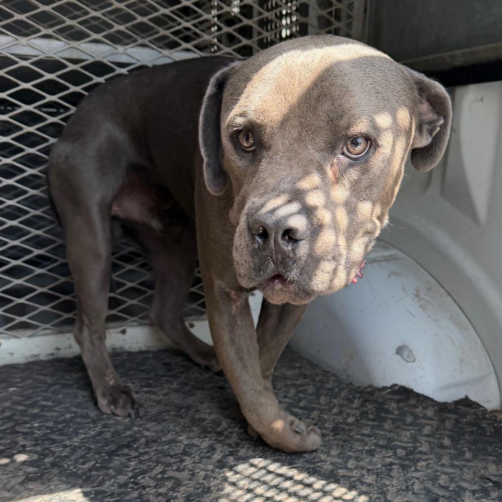 Enlarge Pugsly, a Adoptable Cane Corso in Edinburg, TX image 1/2