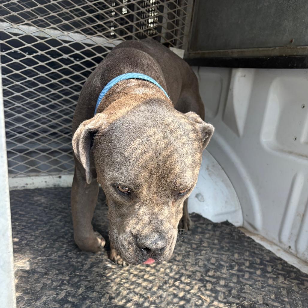Enlarge Pugsly, a Adoptable Cane Corso in Edinburg, TX image 2/2
