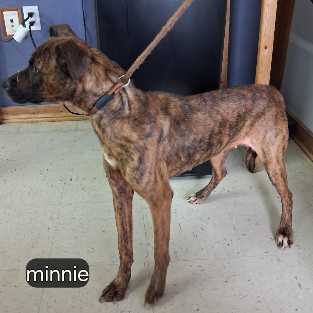 Enlarge Minnie, a Adoptable Mixed Breed in Sylvania, GA image 2/2