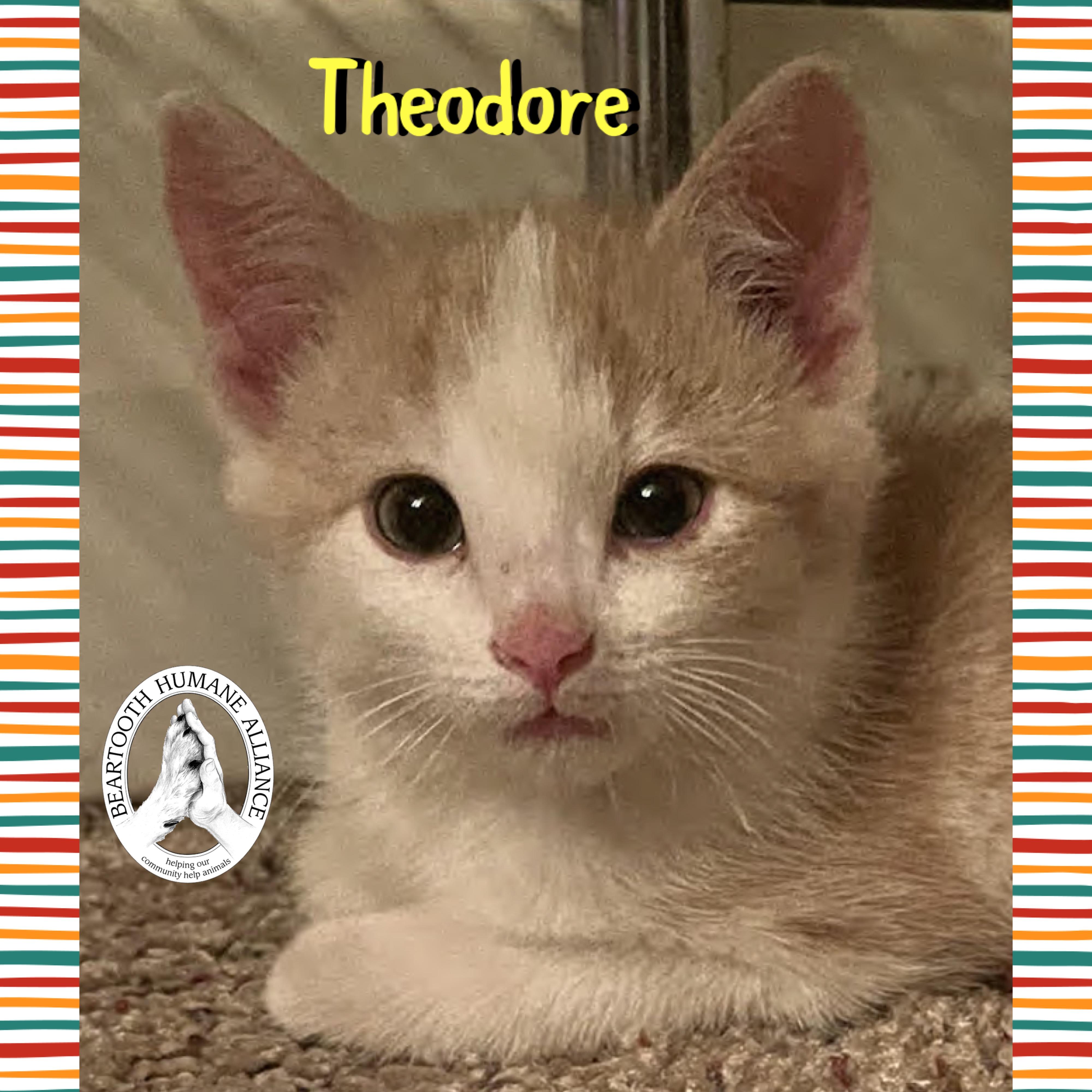 Theodore, adopted, Kitten Male Domestic Short Hair.