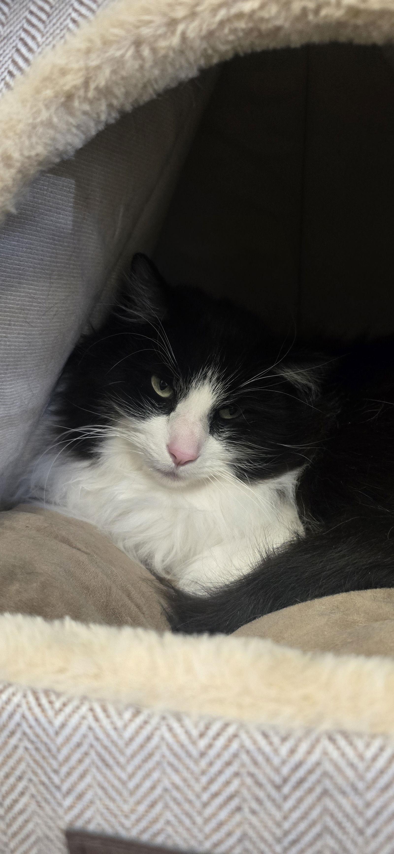 Sylvester, Adoptable, Adult Male Domestic Long Hair.