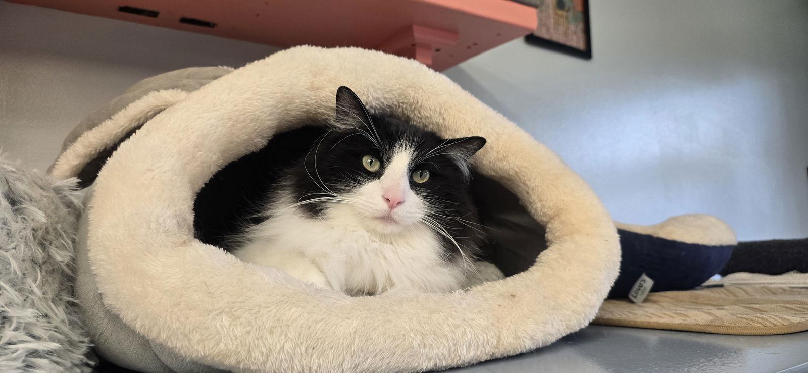 Enlarge Sylvester, a Adoptable Domestic Long Hair in Evergreen, CO image 2/3