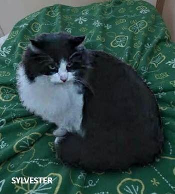 Enlarge Sylvester, a Adoptable Domestic Long Hair in Evergreen, CO image 3/3