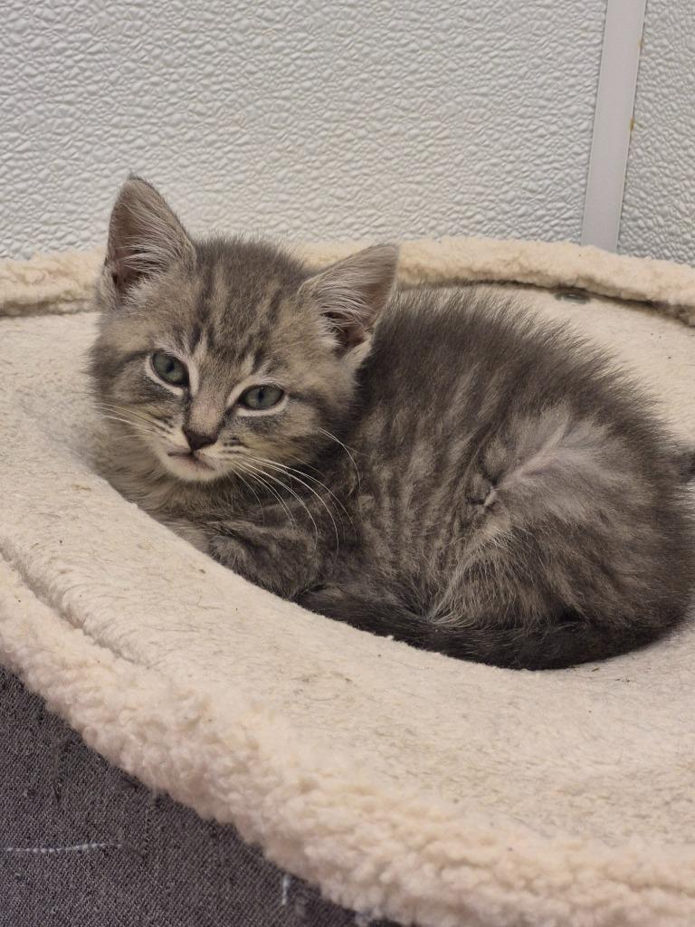 Donut, Adoptable, Kitten Female Domestic Short Hair.
