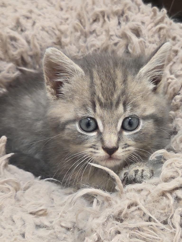 Donut, a Adoptable mixed breed in Clinton, SC image 3/4