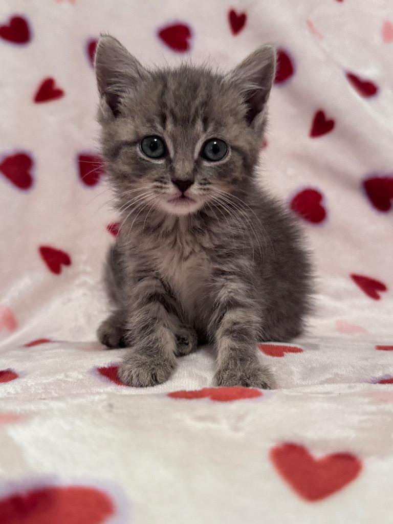 Donut, a Adoptable mixed breed in Clinton, SC image 4/4