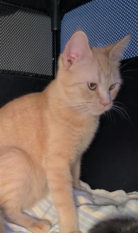 Enlarge Salad, a Adoptable mixed breed in Fayetteville, AR image 1/1