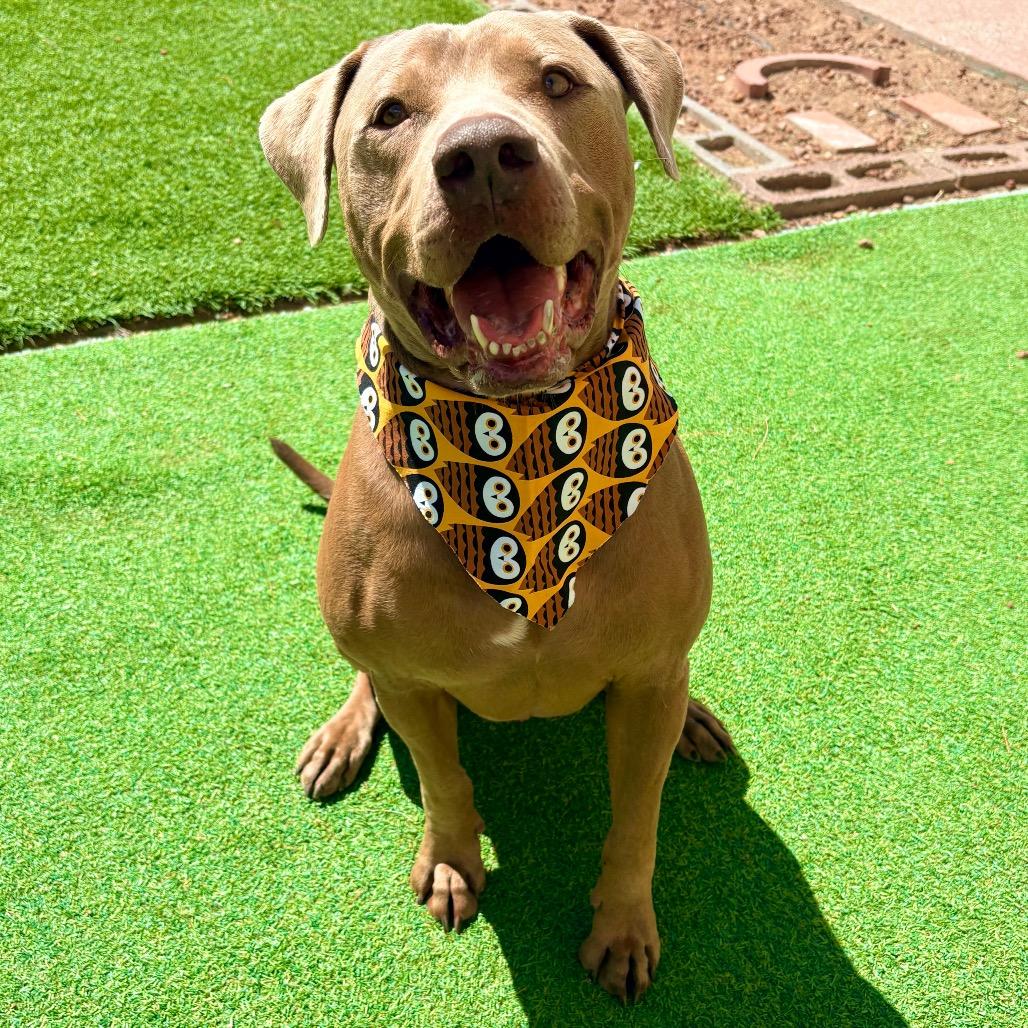 Murphy - PAWS, Adoptable, Adult Male Mixed Breed.