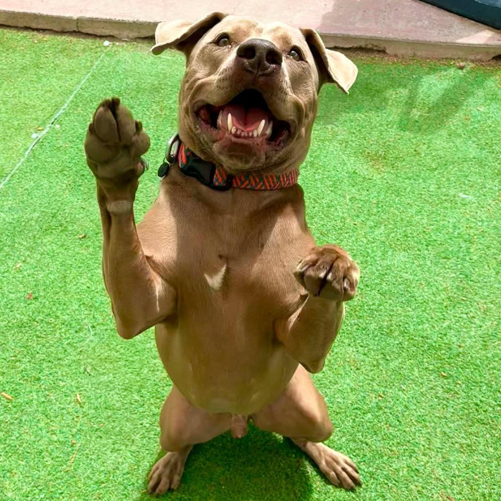 Murphy - PAWS, Adoptable, Adult Male Mixed Breed.