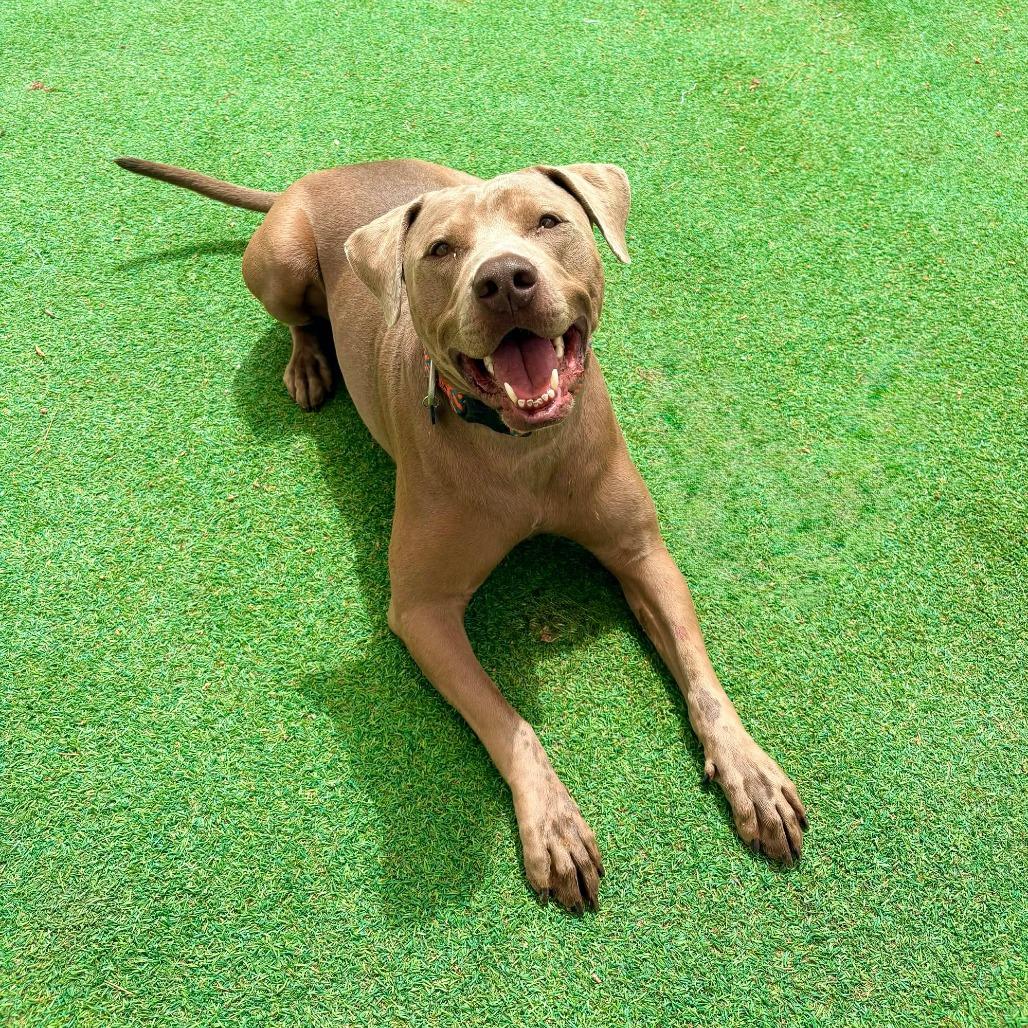 Enlarge Murphy - PAWS, a Adoptable Mixed Breed in Las Cruces, NM image 4/6