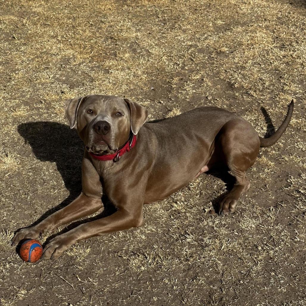 Murphy - PAWS, a Adoptable Mixed Breed in Las Cruces, NM image 1/6