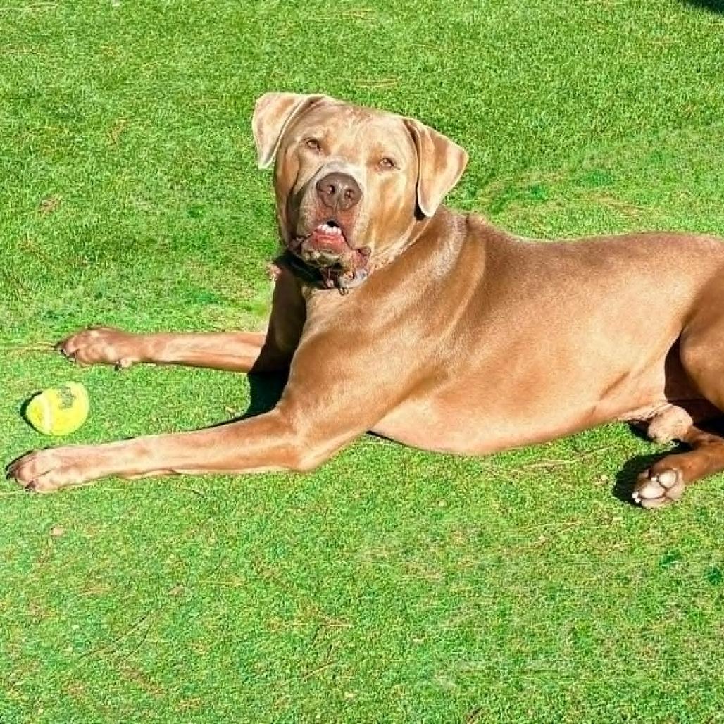 Enlarge Murphy - PAWS, a Adoptable Mixed Breed in Las Cruces, NM image 2/6