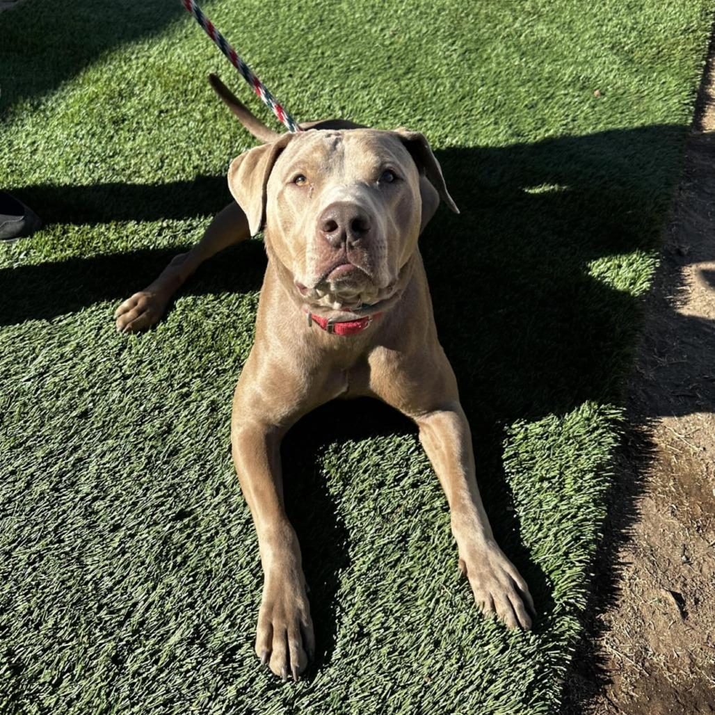 Murphy - PAWS, a Adoptable Mixed Breed in Las Cruces, NM image 2/6