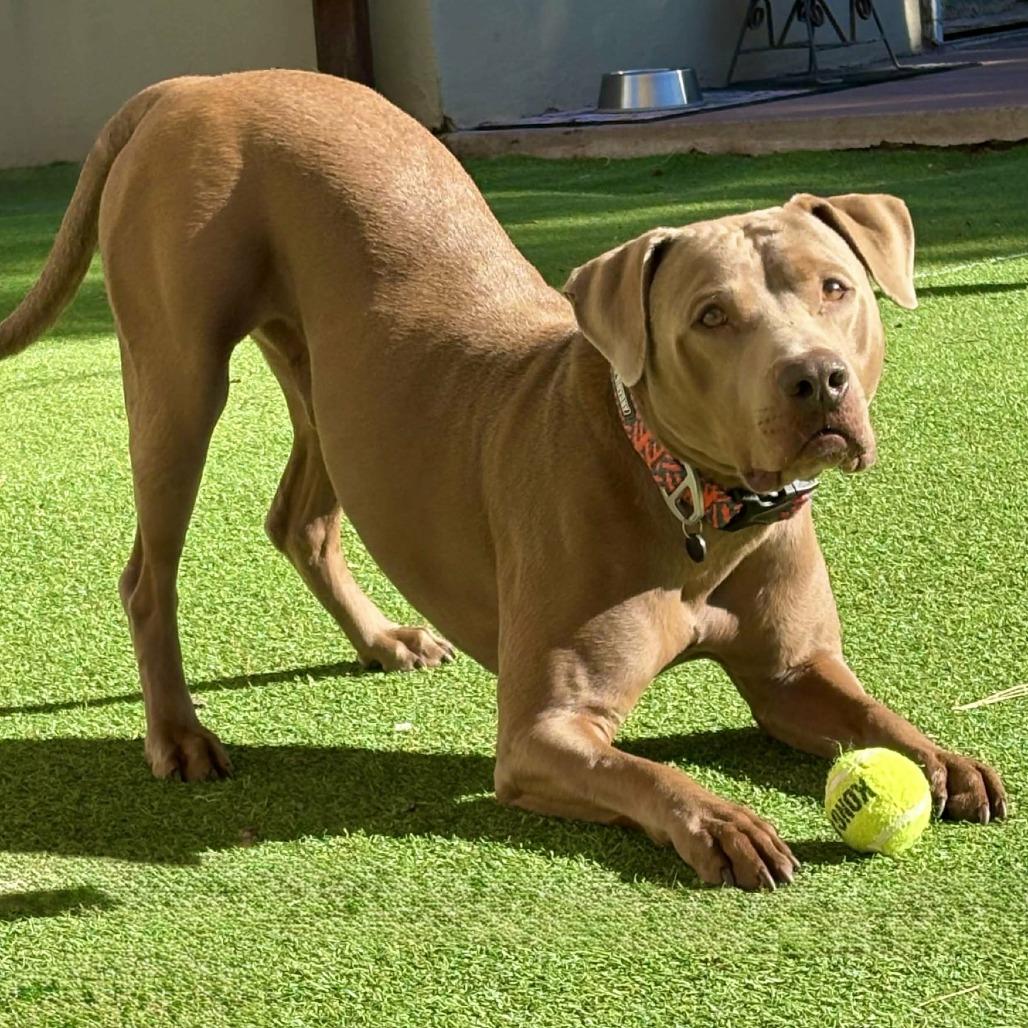 Enlarge Murphy - PAWS, a Adoptable Mixed Breed in Las Cruces, NM image 4/6