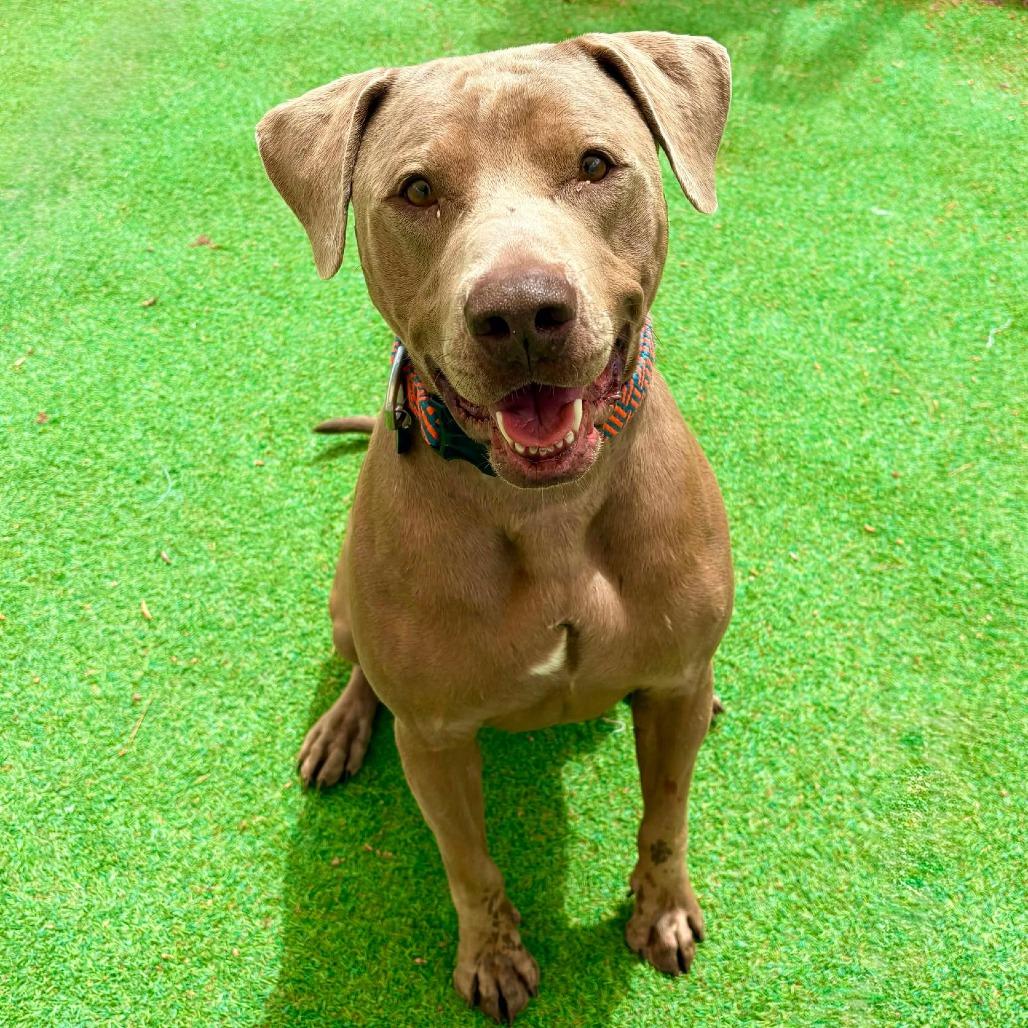 Murphy - PAWS, a Adoptable Mixed Breed in Las Cruces, NM image 5/6