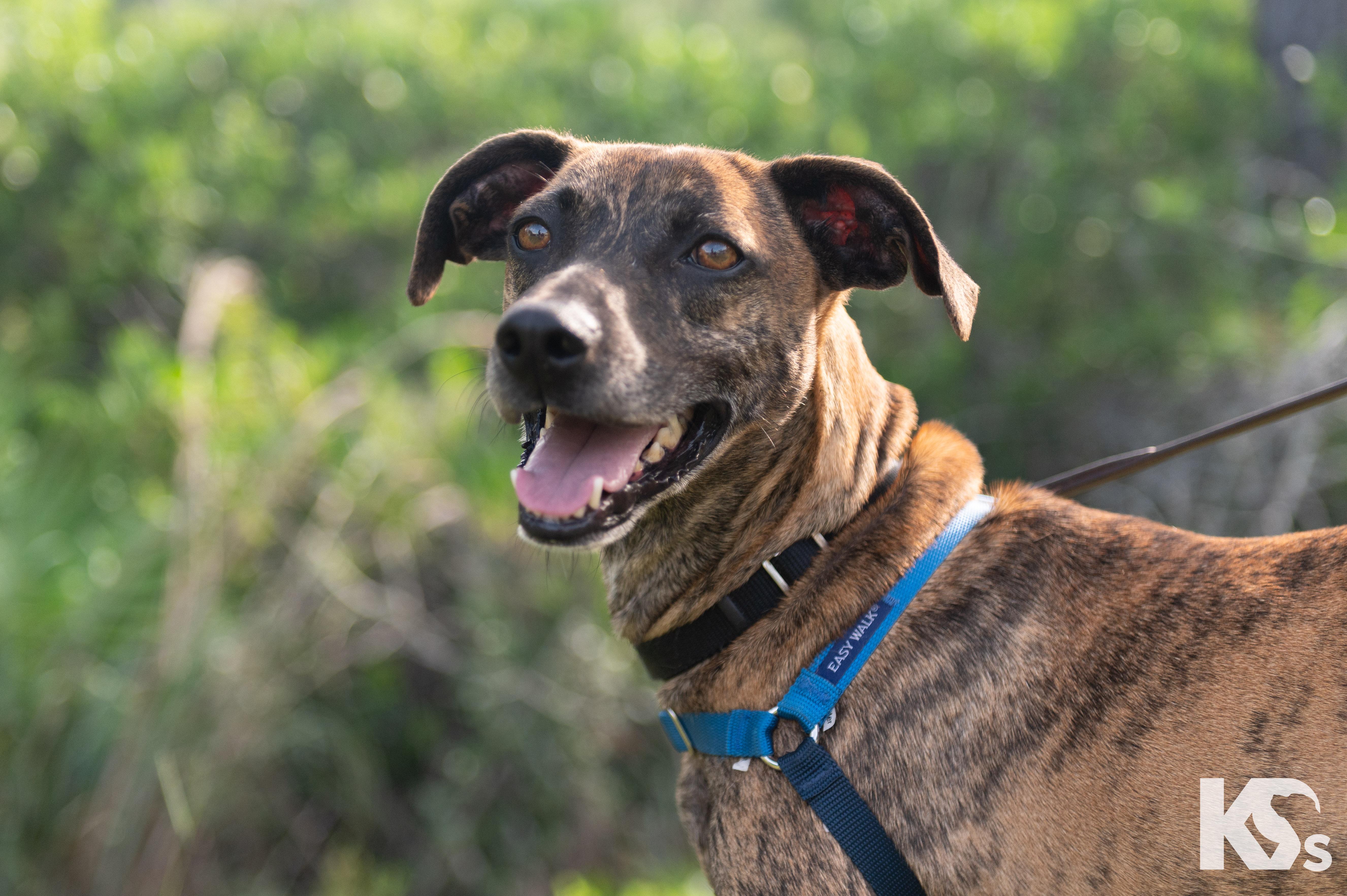 Enlarge Tiger, an adopted mixed breed in Ponte Vedra, FL image 6/6
