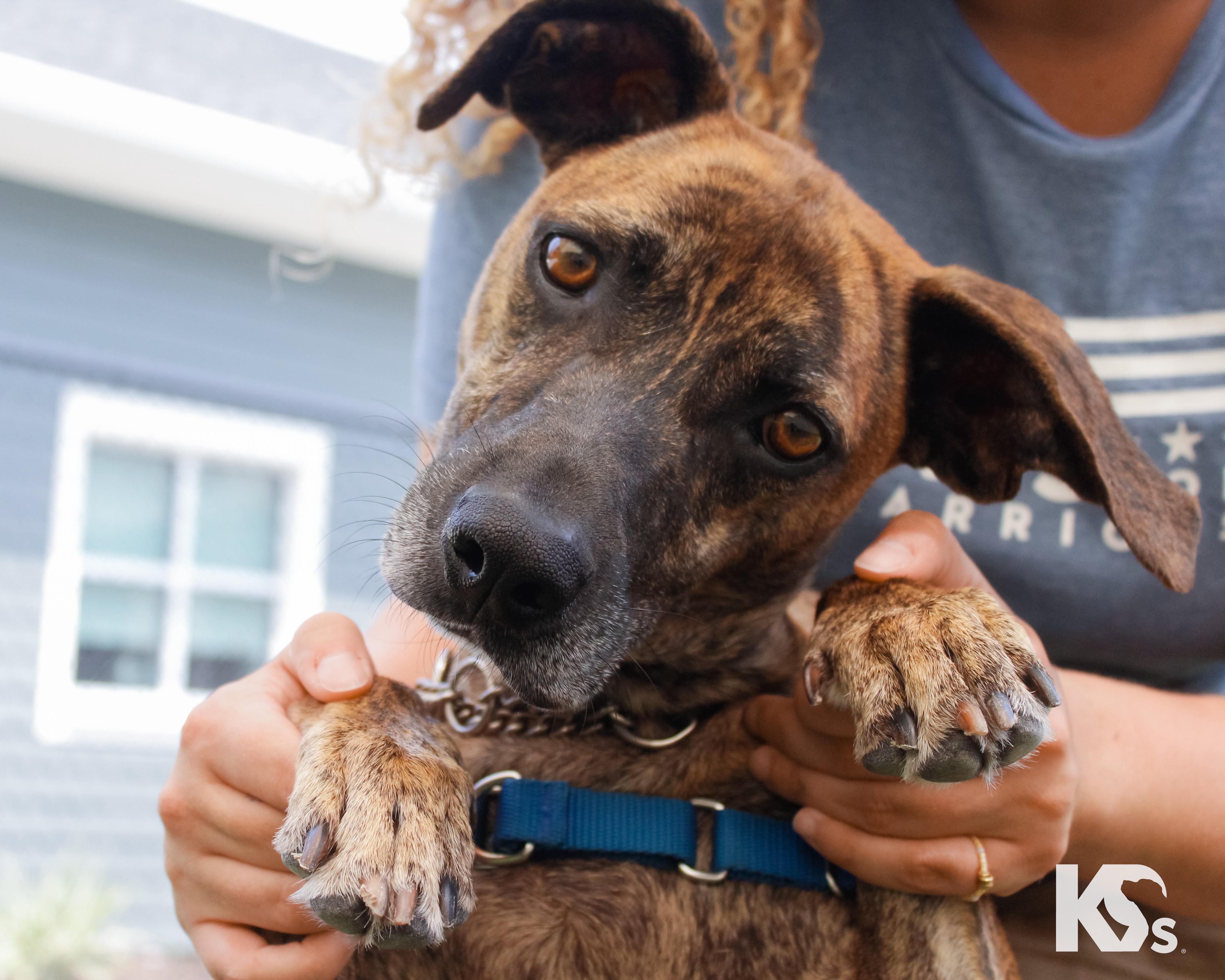 Tiger, adopted, Young Male Plott Hound & Whippet.