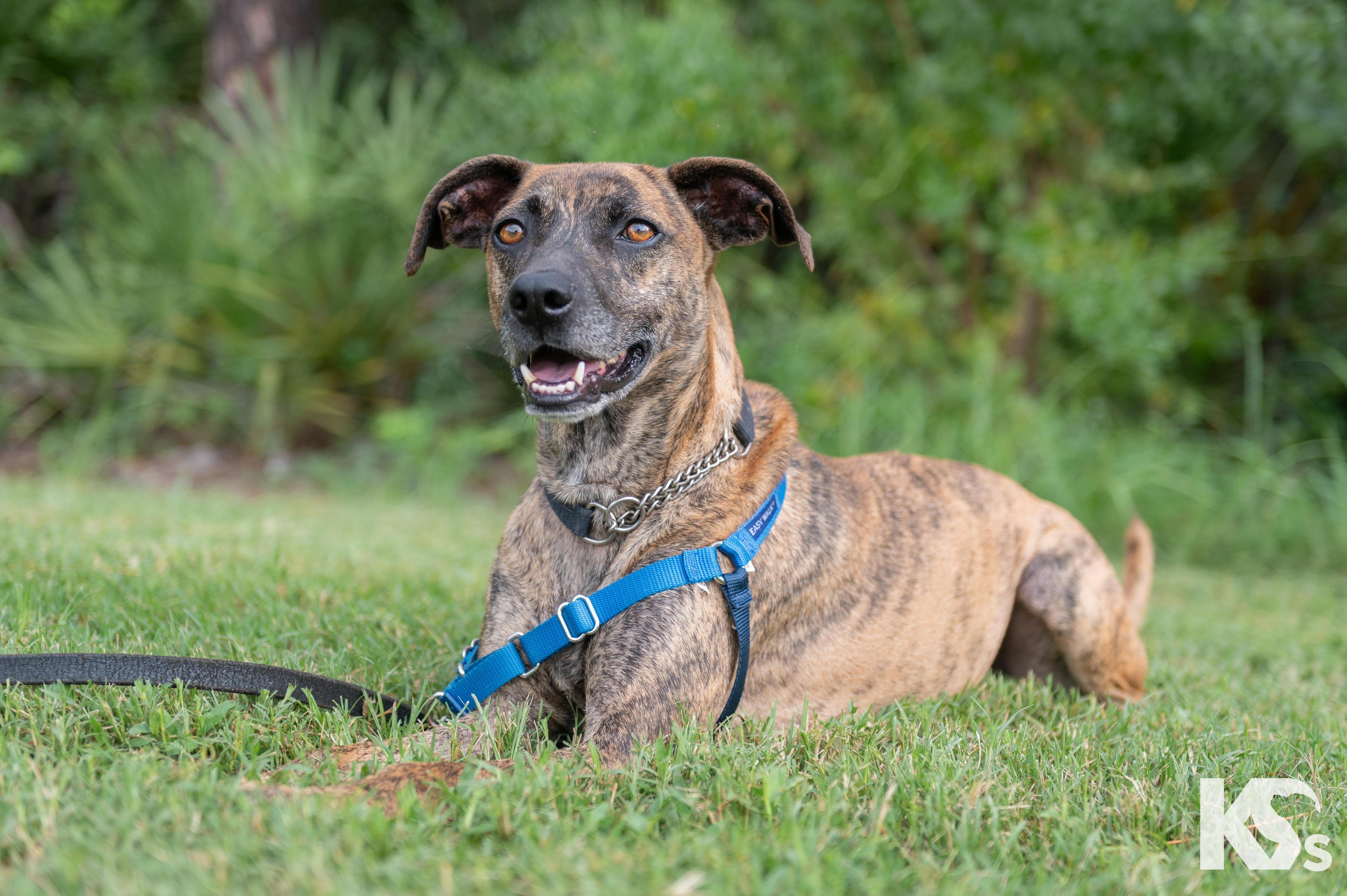 Enlarge Tiger, an adopted mixed breed in Ponte Vedra, FL image 2/6