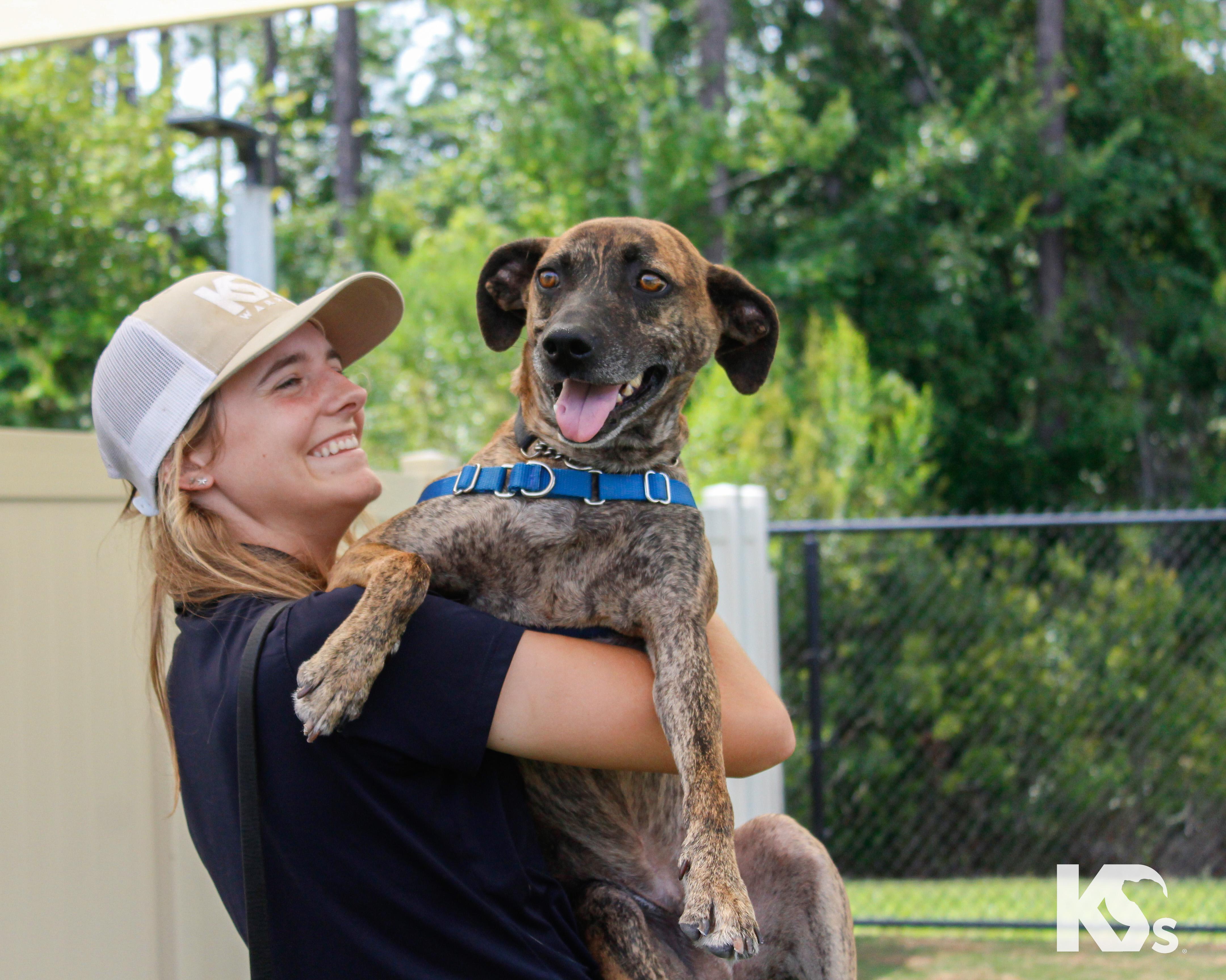 Enlarge Tiger, an adopted mixed breed in Ponte Vedra, FL image 3/6