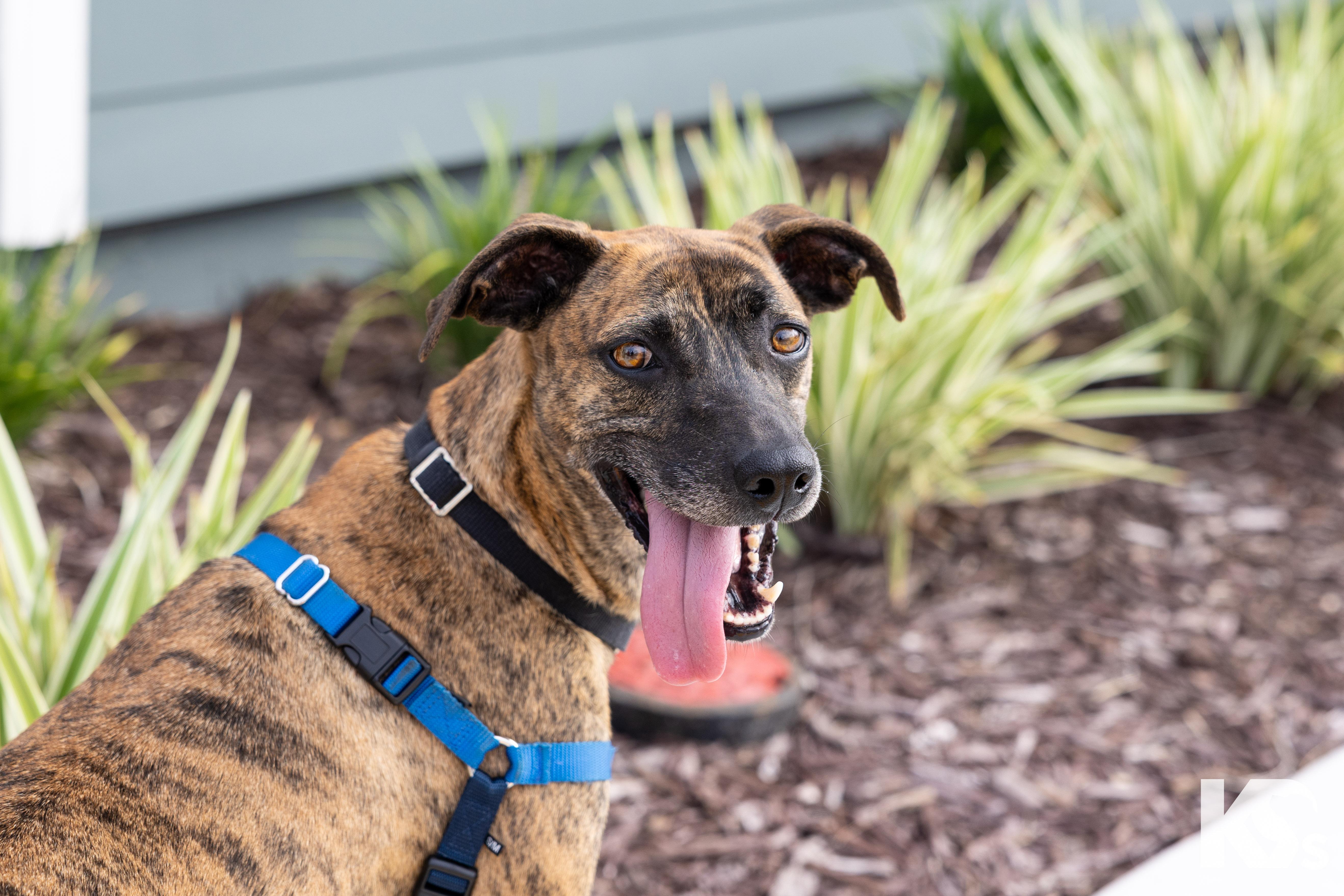 Enlarge Tiger, an adopted mixed breed in Ponte Vedra, FL image 4/6