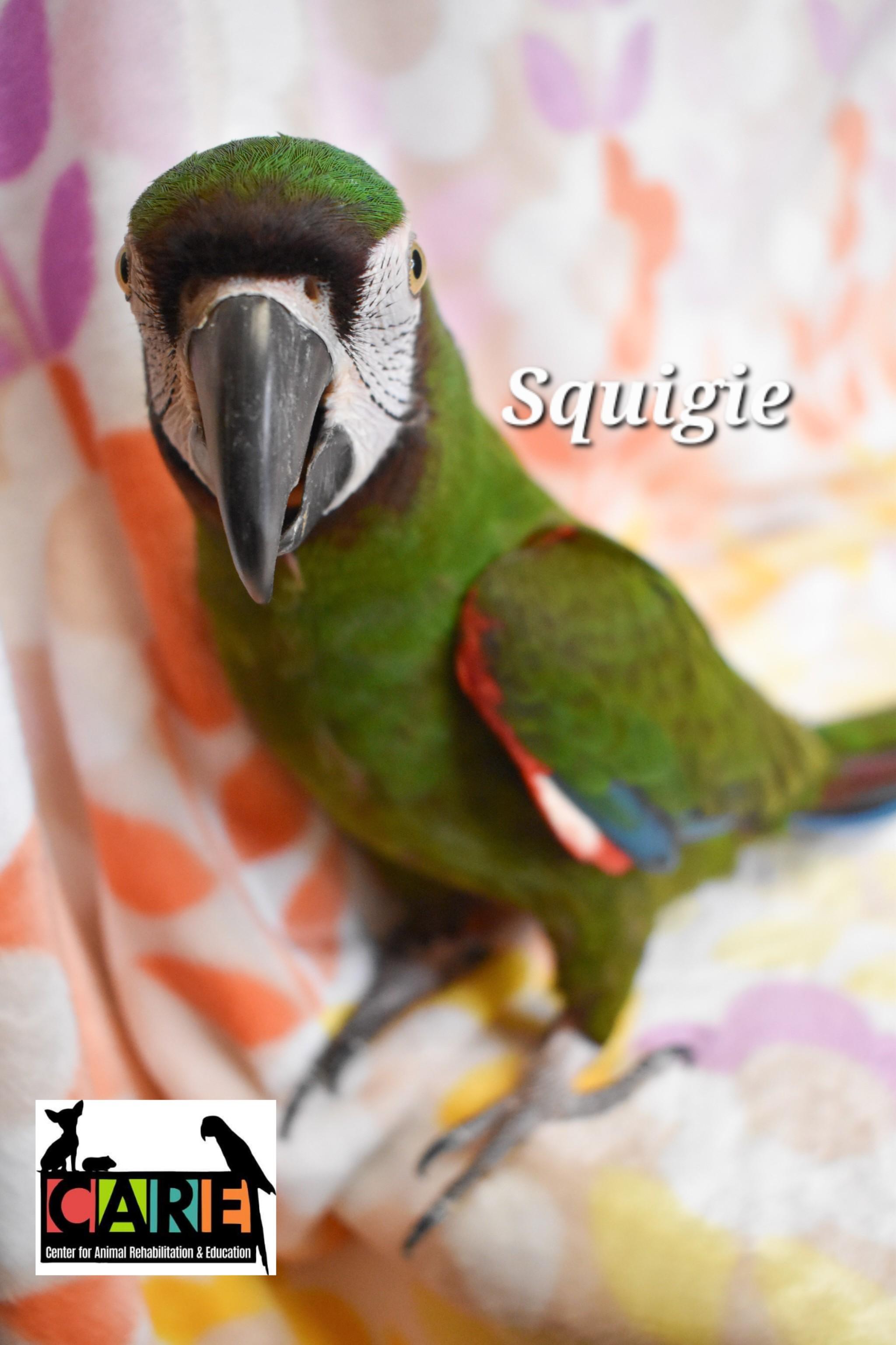 Enlarge Squigie, a Adoptable Macaw in Waukesha, WI image 5/6