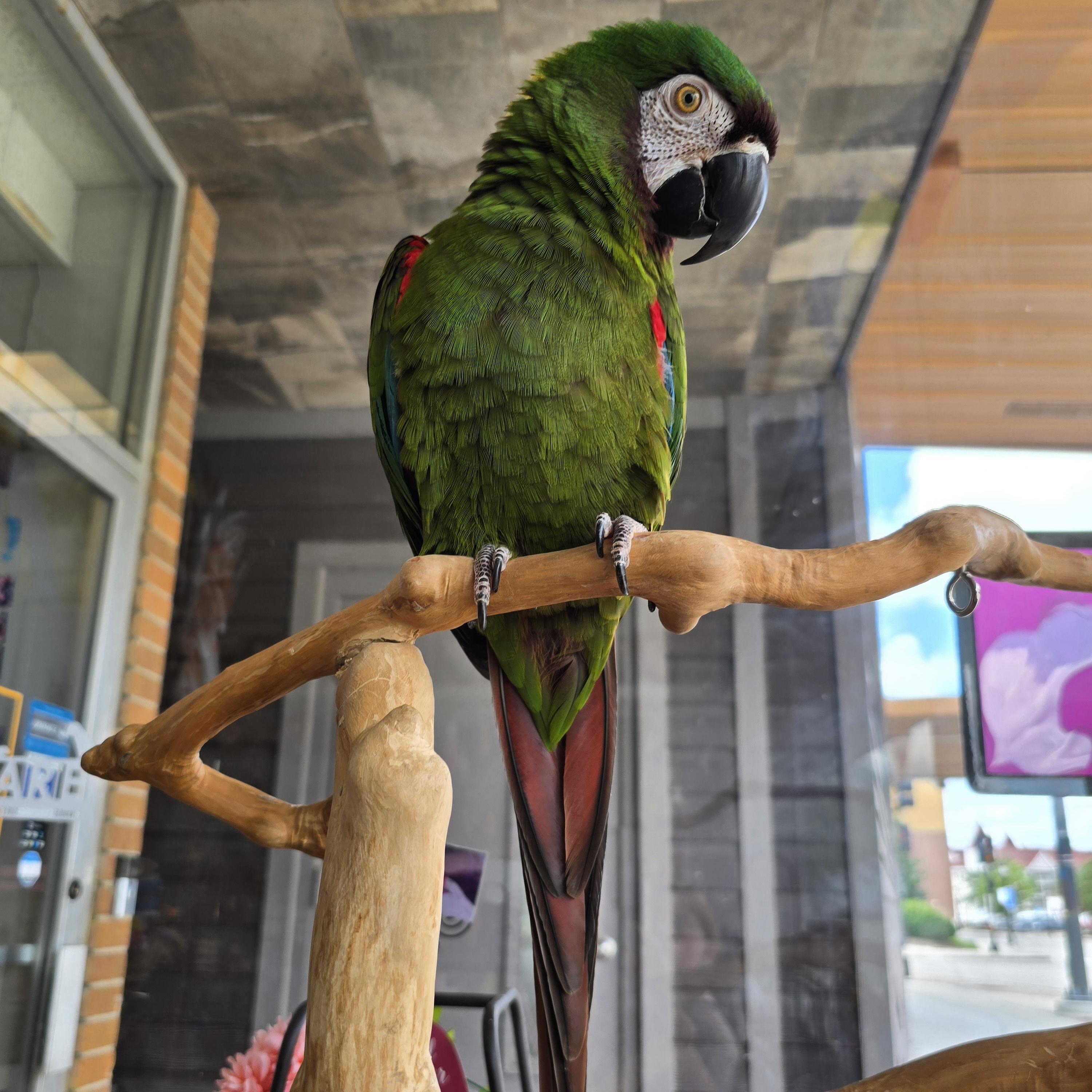 Enlarge Squigie, a Adoptable Macaw in Waukesha, WI image 4/6