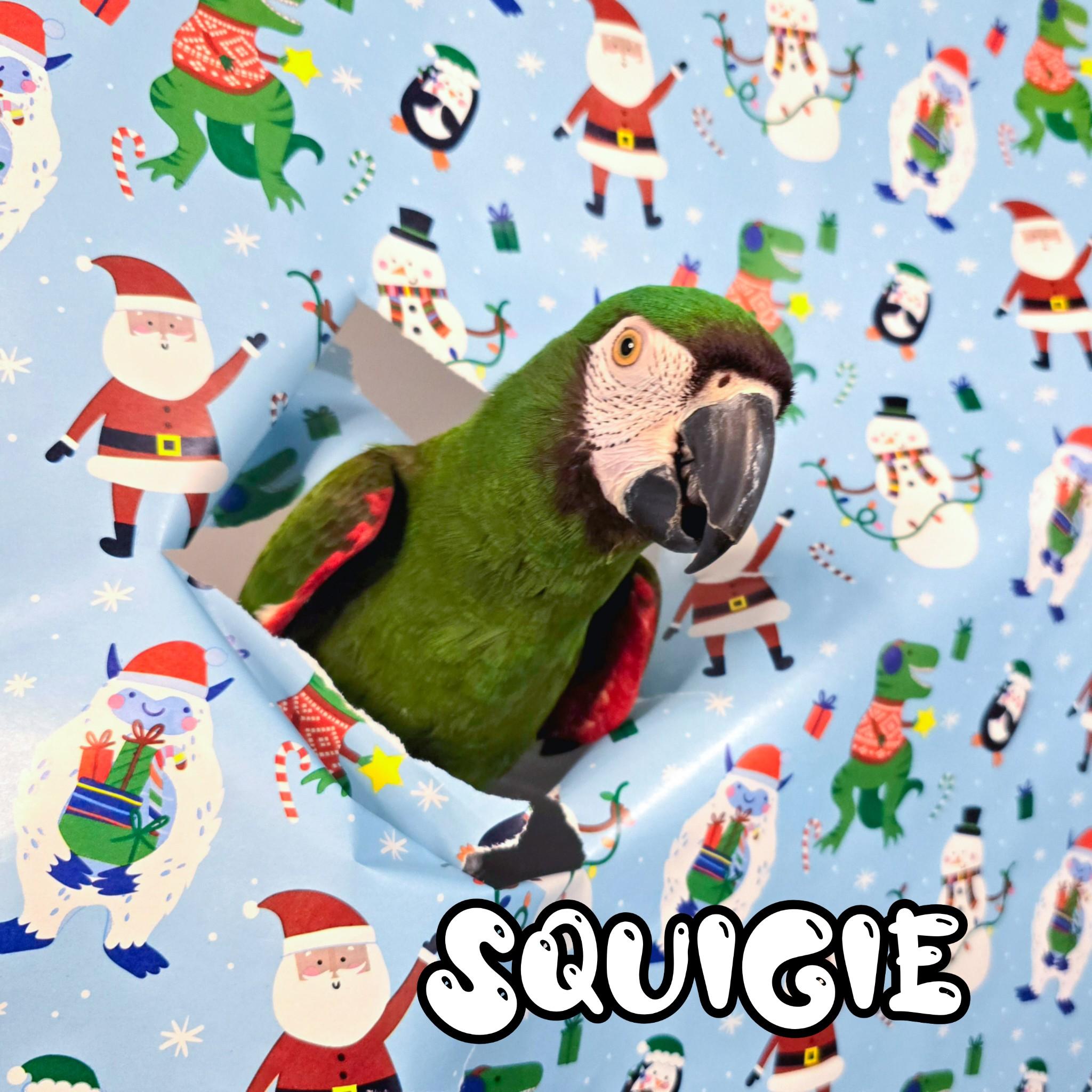Enlarge Squigie, a Adoptable Macaw in Waukesha, WI image 6/6