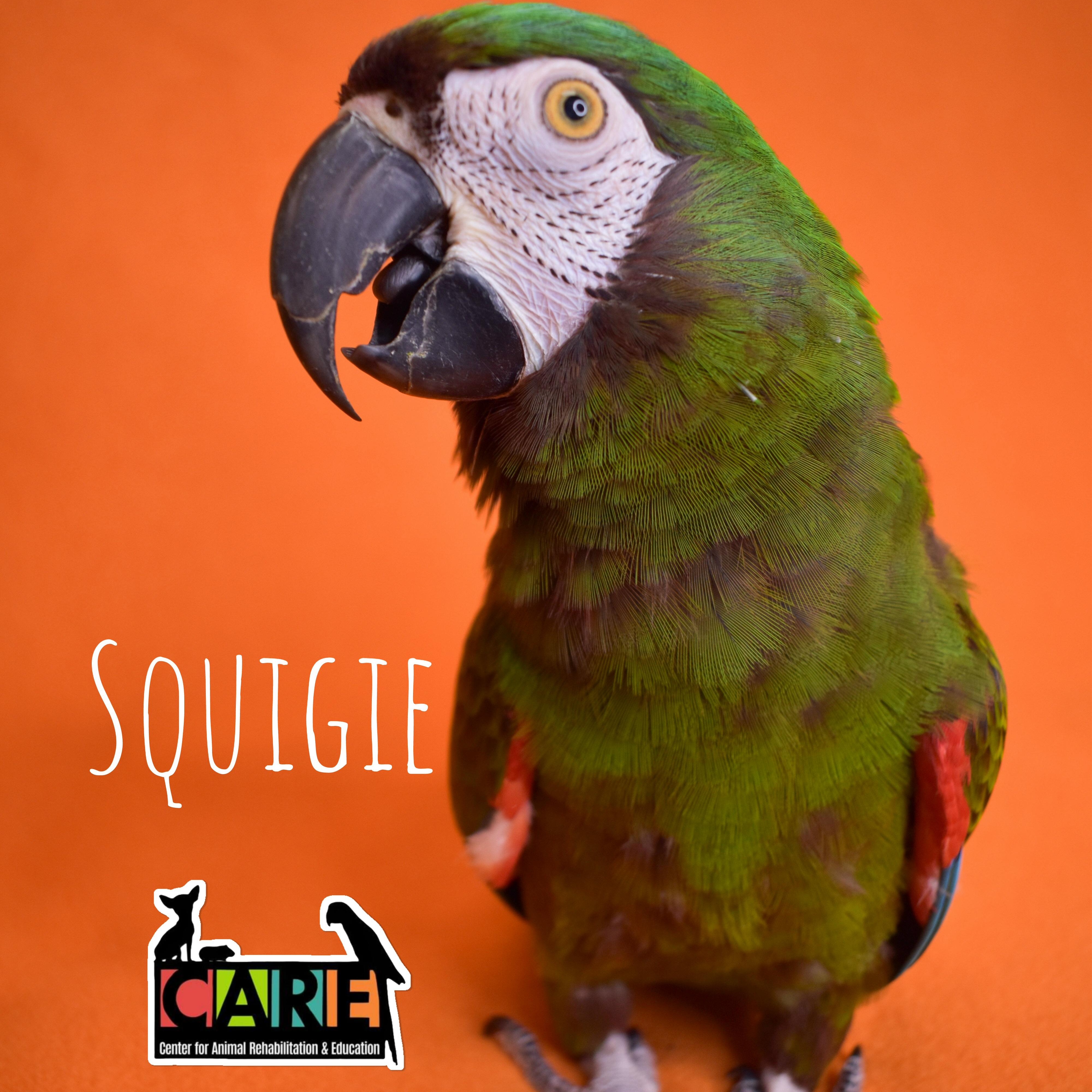 Squigie, Adoptable, Adult Male Macaw.