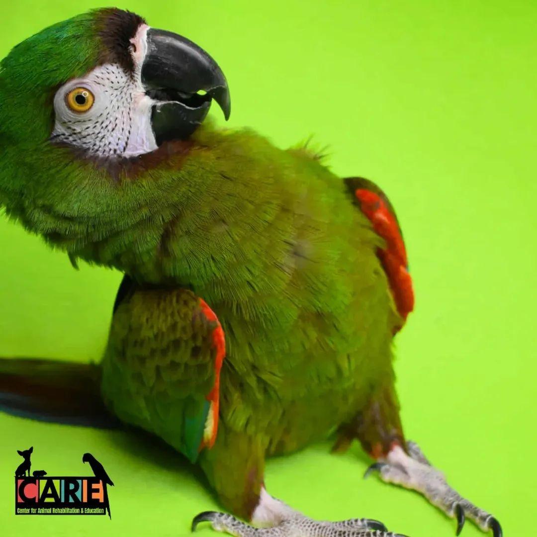 Enlarge Squigie, a Adoptable Macaw in Waukesha, WI image 3/6