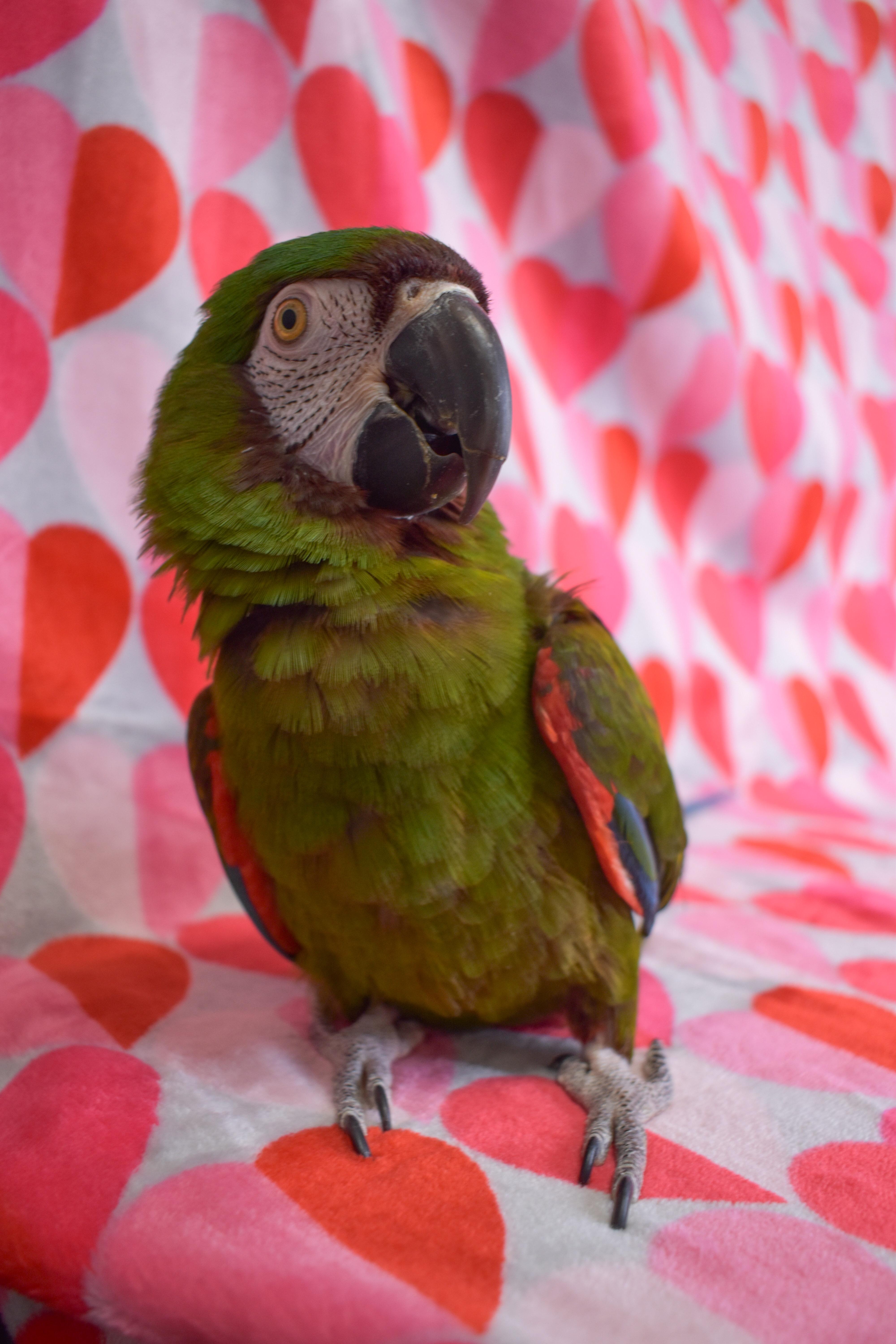 Enlarge Squigie, a Adoptable Macaw in Waukesha, WI image 2/6