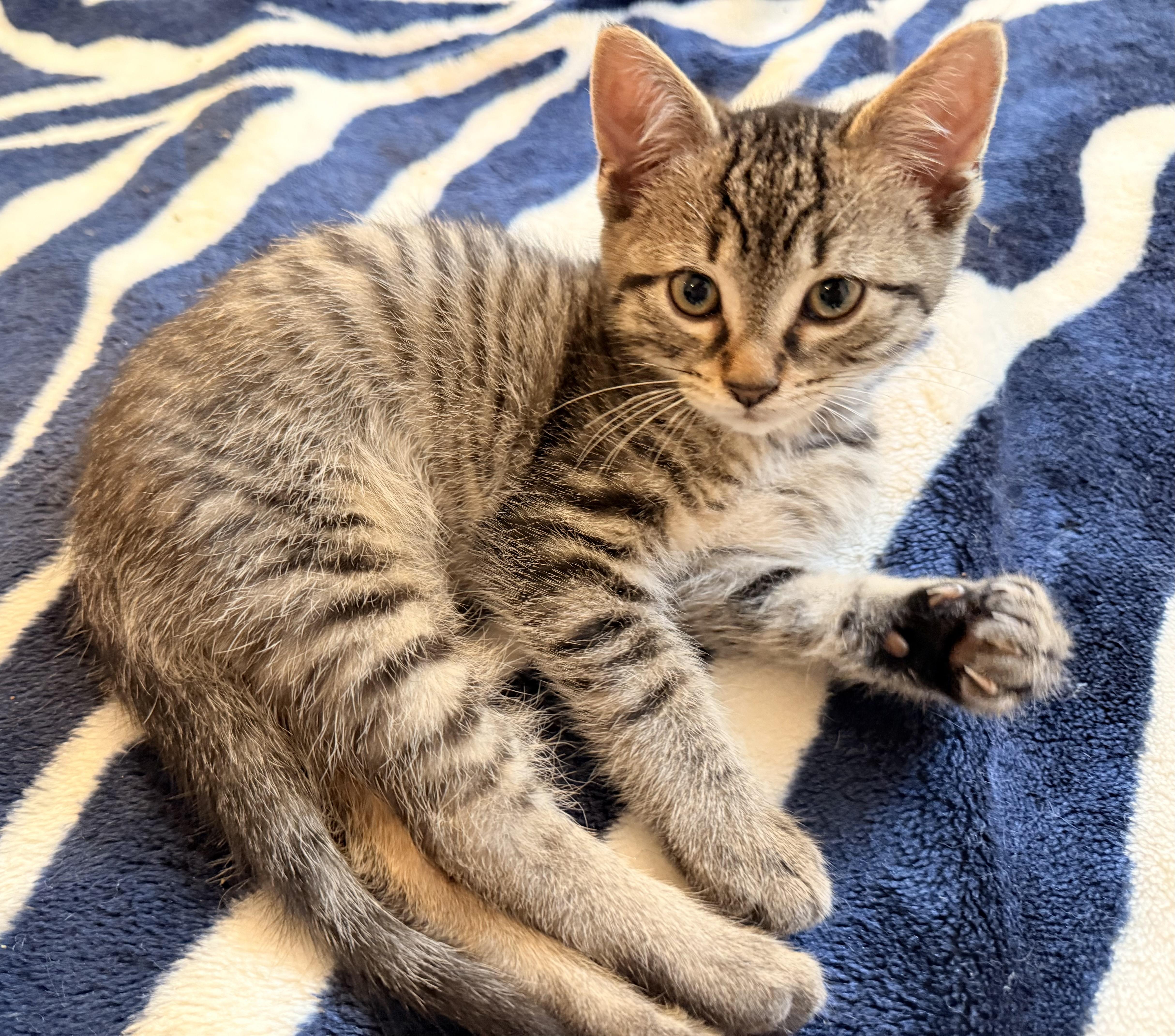 Michie, Baby Male unknown