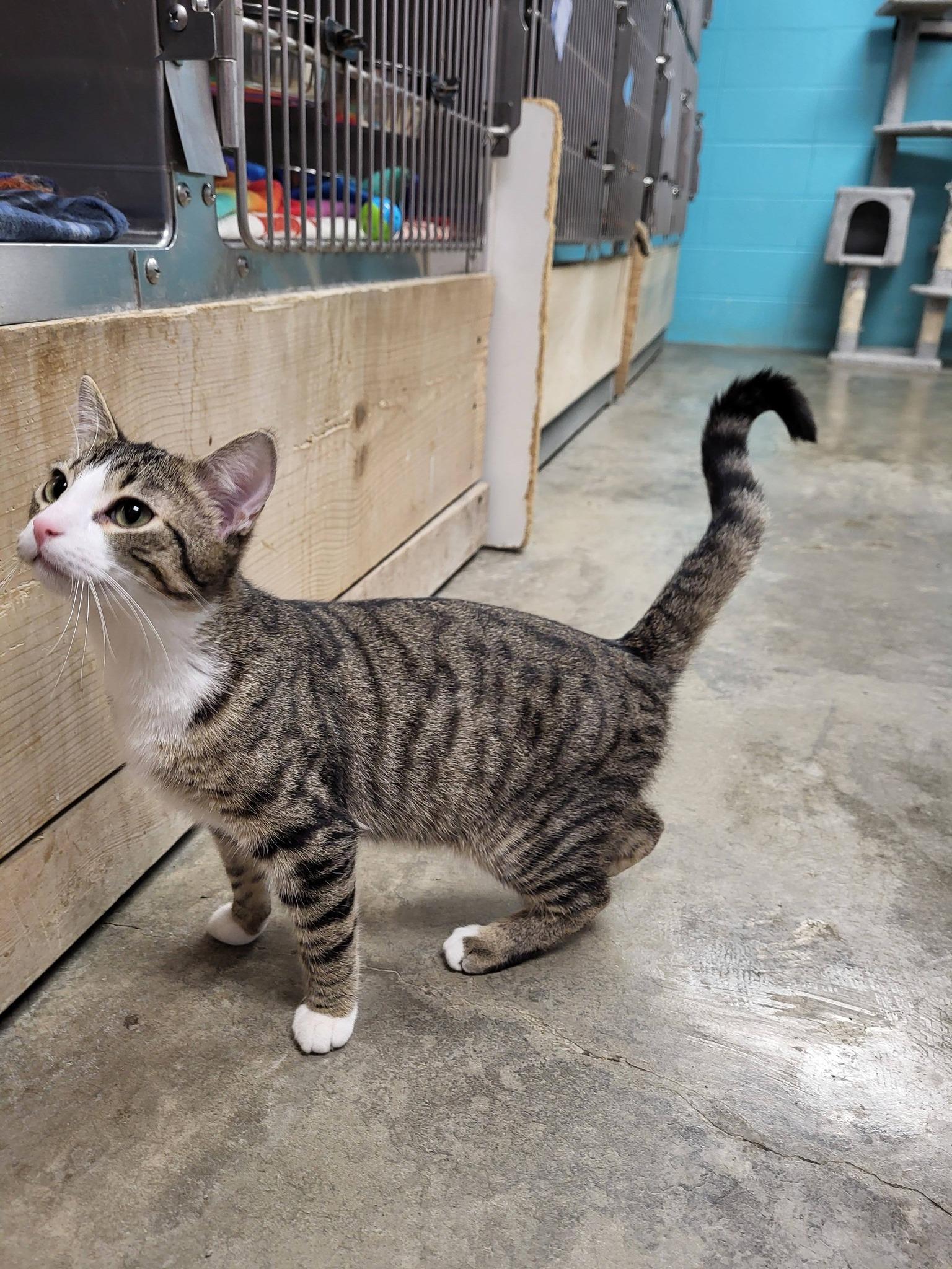 Enlarge Hut, an adopted Domestic Short Hair in Chilton, WI image 4/5