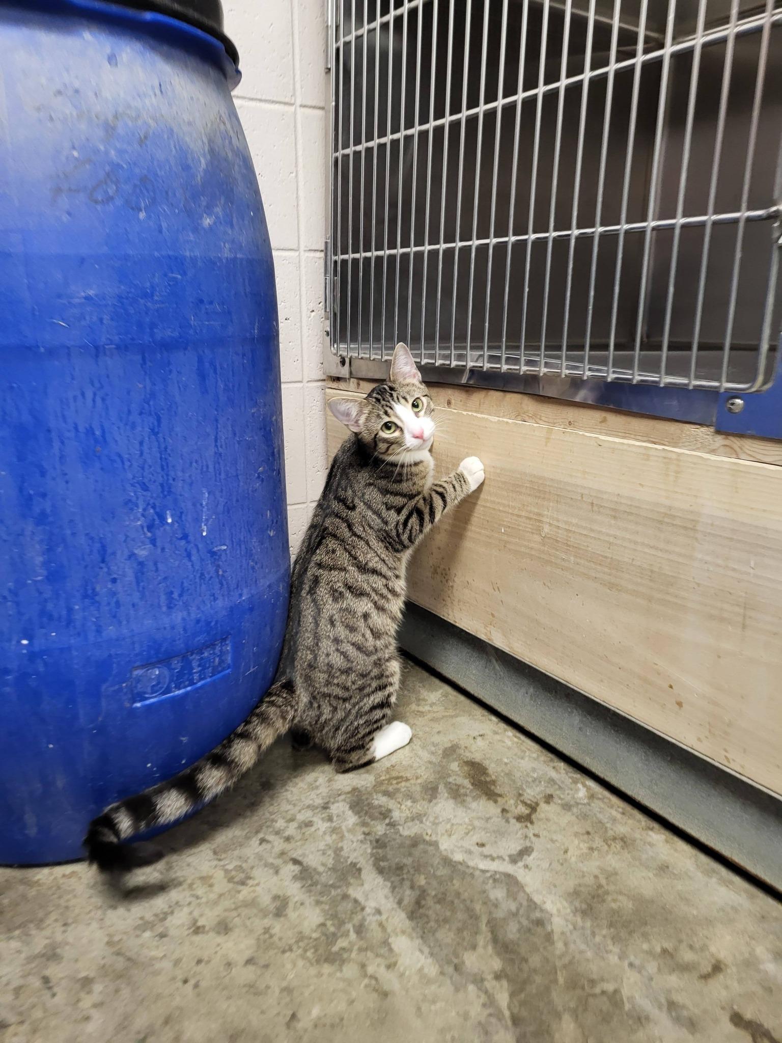 Enlarge Hut, an adopted Domestic Short Hair in Chilton, WI image 2/5