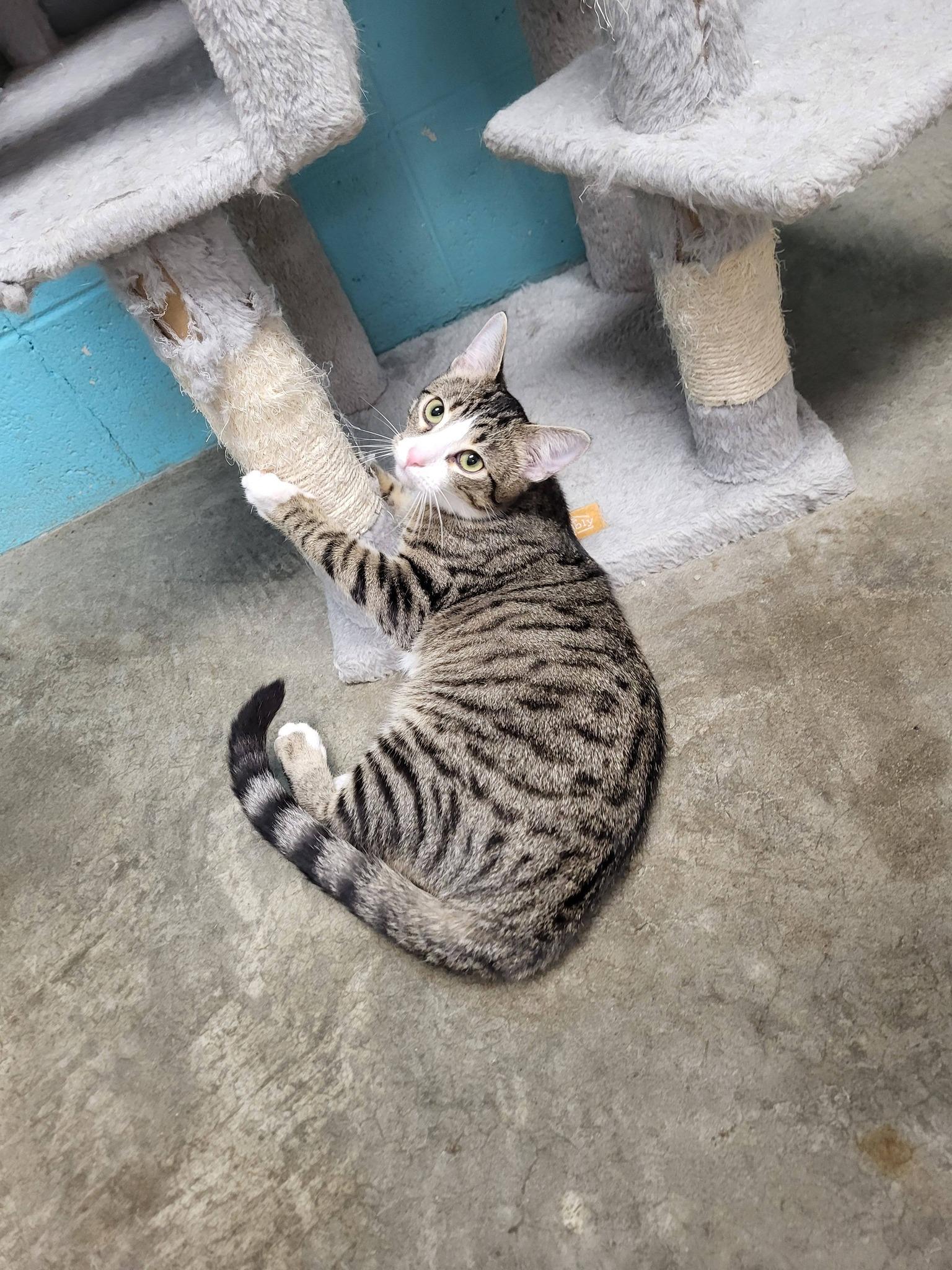 Enlarge Hut, an adopted Domestic Short Hair in Chilton, WI image 5/5