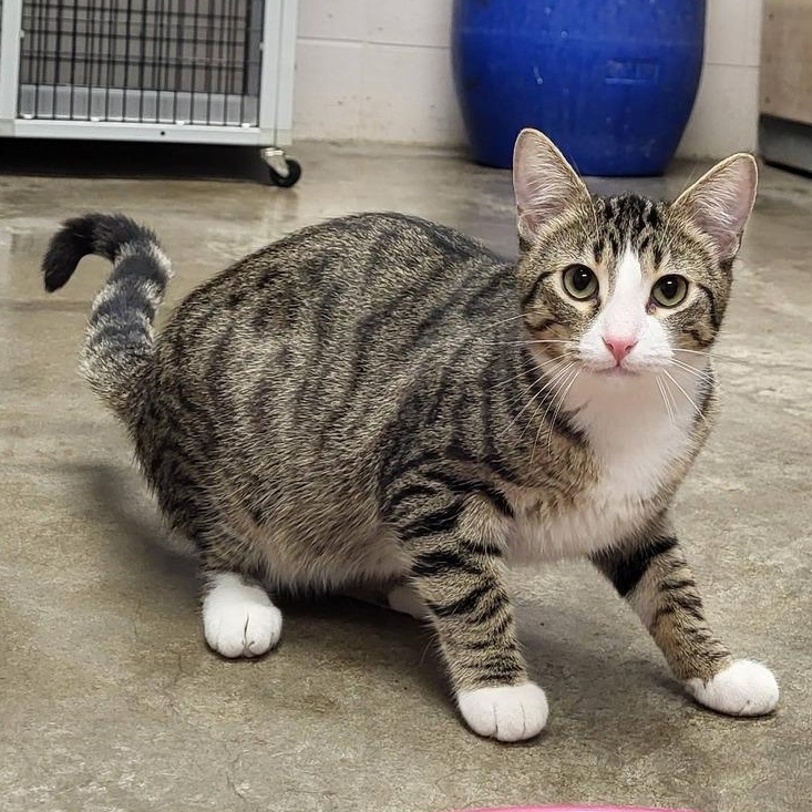 Enlarge Hut, an adopted Domestic Short Hair in Chilton, WI image 1/5
