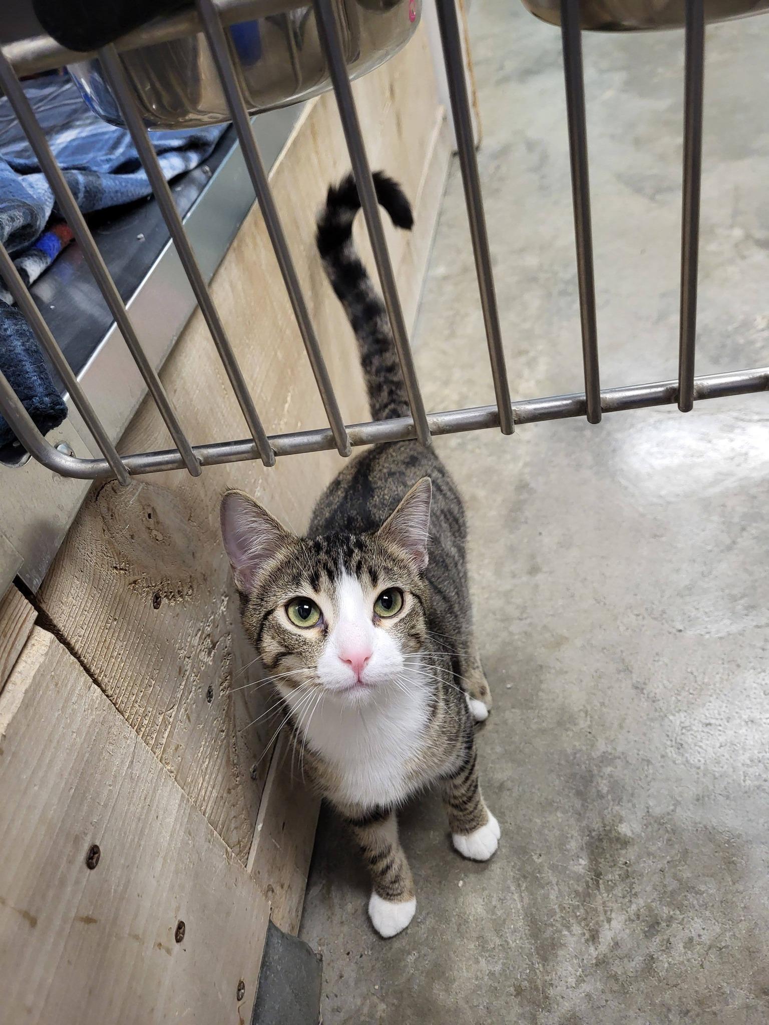 Enlarge Hut, an adopted Domestic Short Hair in Chilton, WI image 3/5