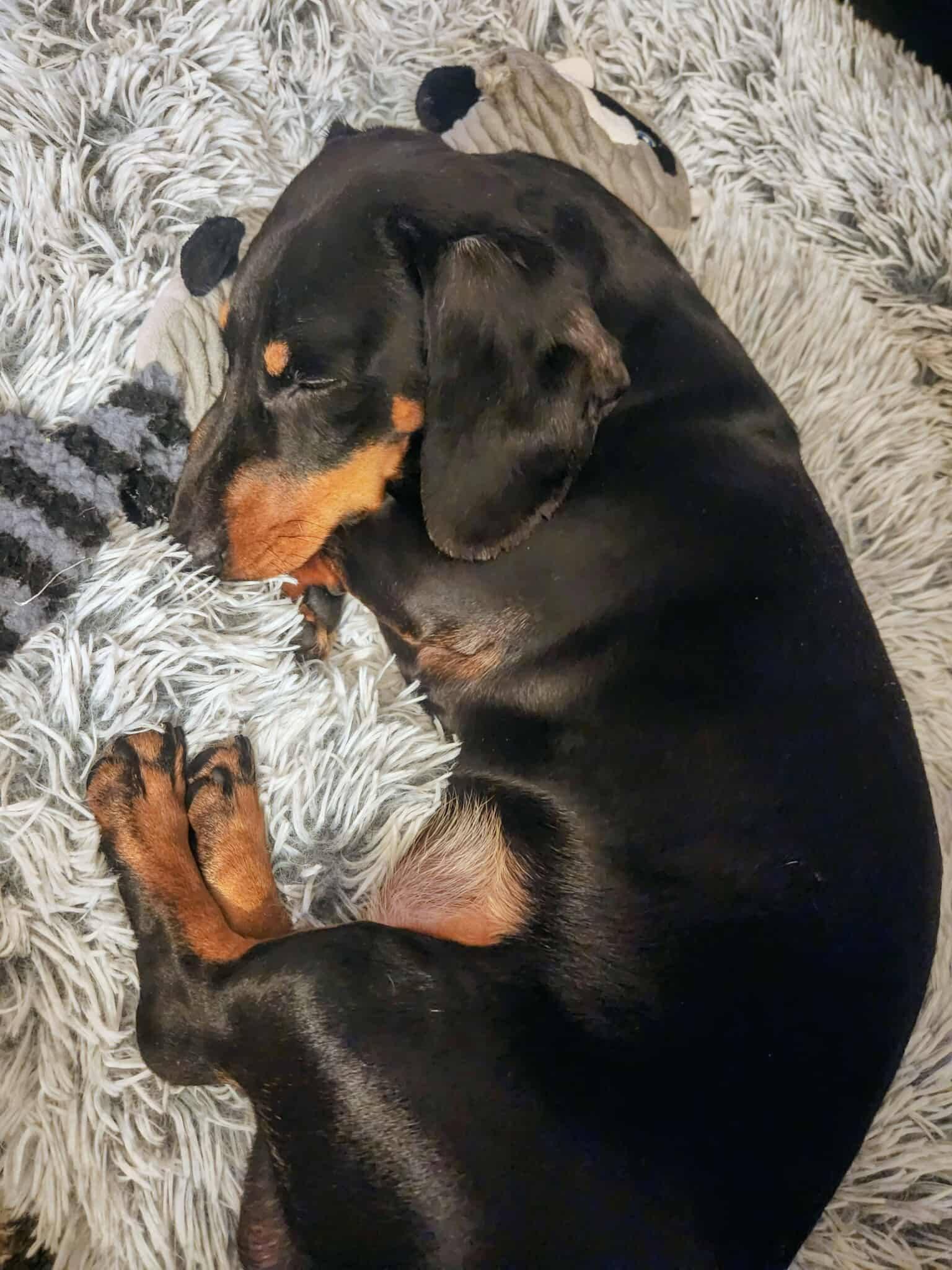 Enlarge Denver, a Adoptable Dachshund in Lexington, KY image 1/6