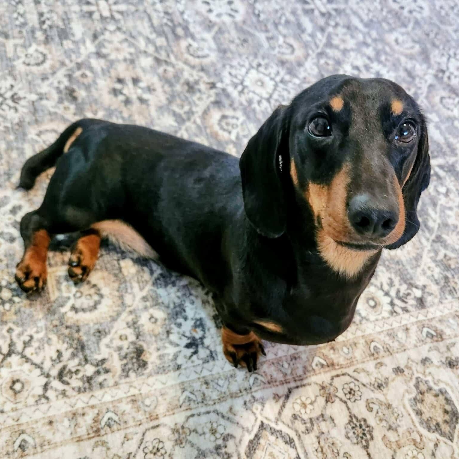 Enlarge Denver, a Adoptable Dachshund in Lexington, KY image 2/6