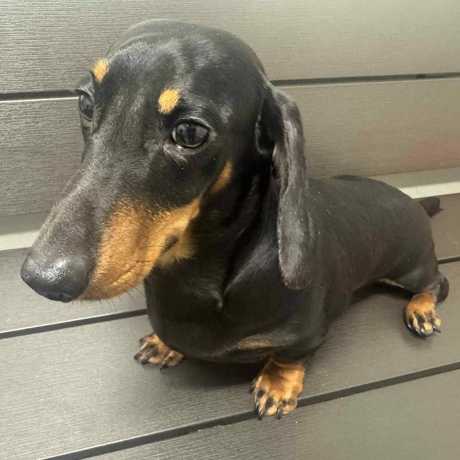 Enlarge Denver, a Adoptable Dachshund in Lexington, KY image 4/6