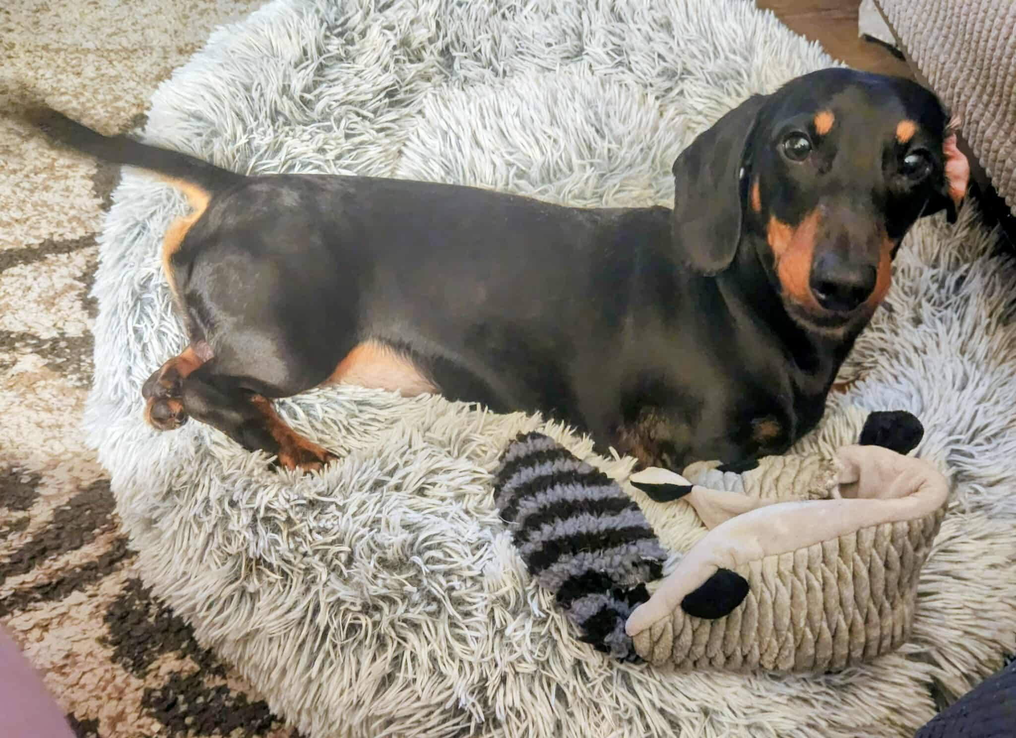 Enlarge Denver, a Adoptable Dachshund in Lexington, KY image 5/6